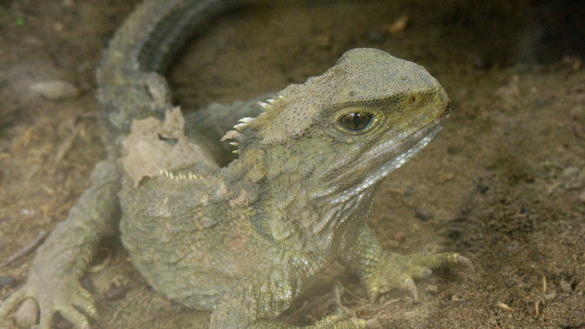 File:Sphenodon punctatus in Waikanae, New Zealand.jpg