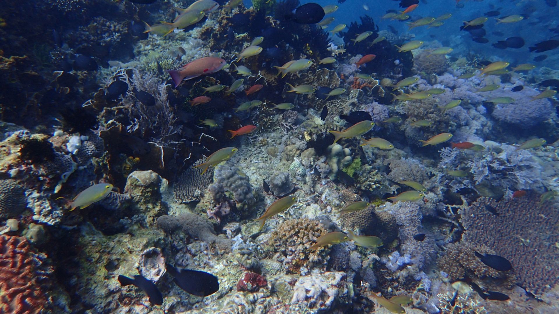 File:Puerto Galera seascape (2).jpg