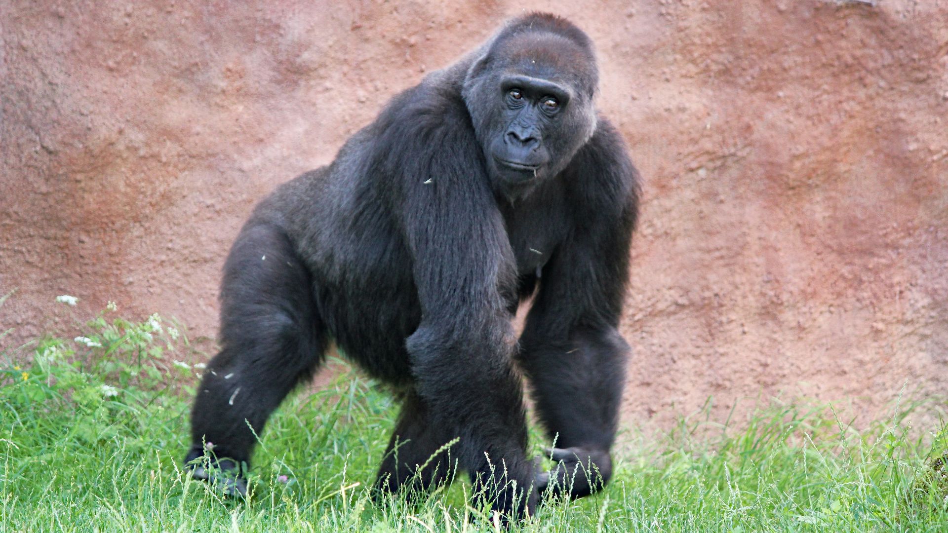 black gorilla