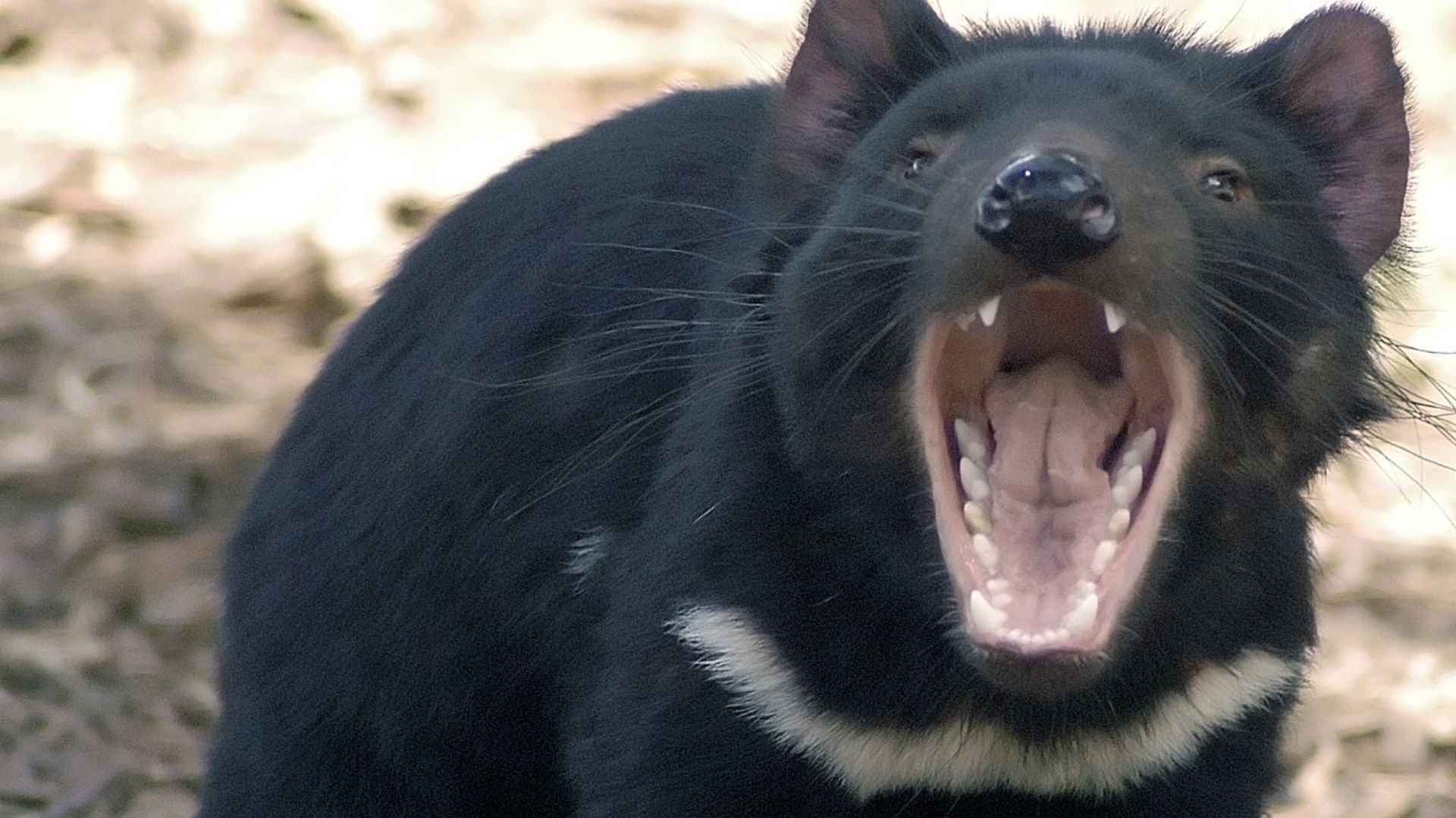 File:Tasdevil large.jpg