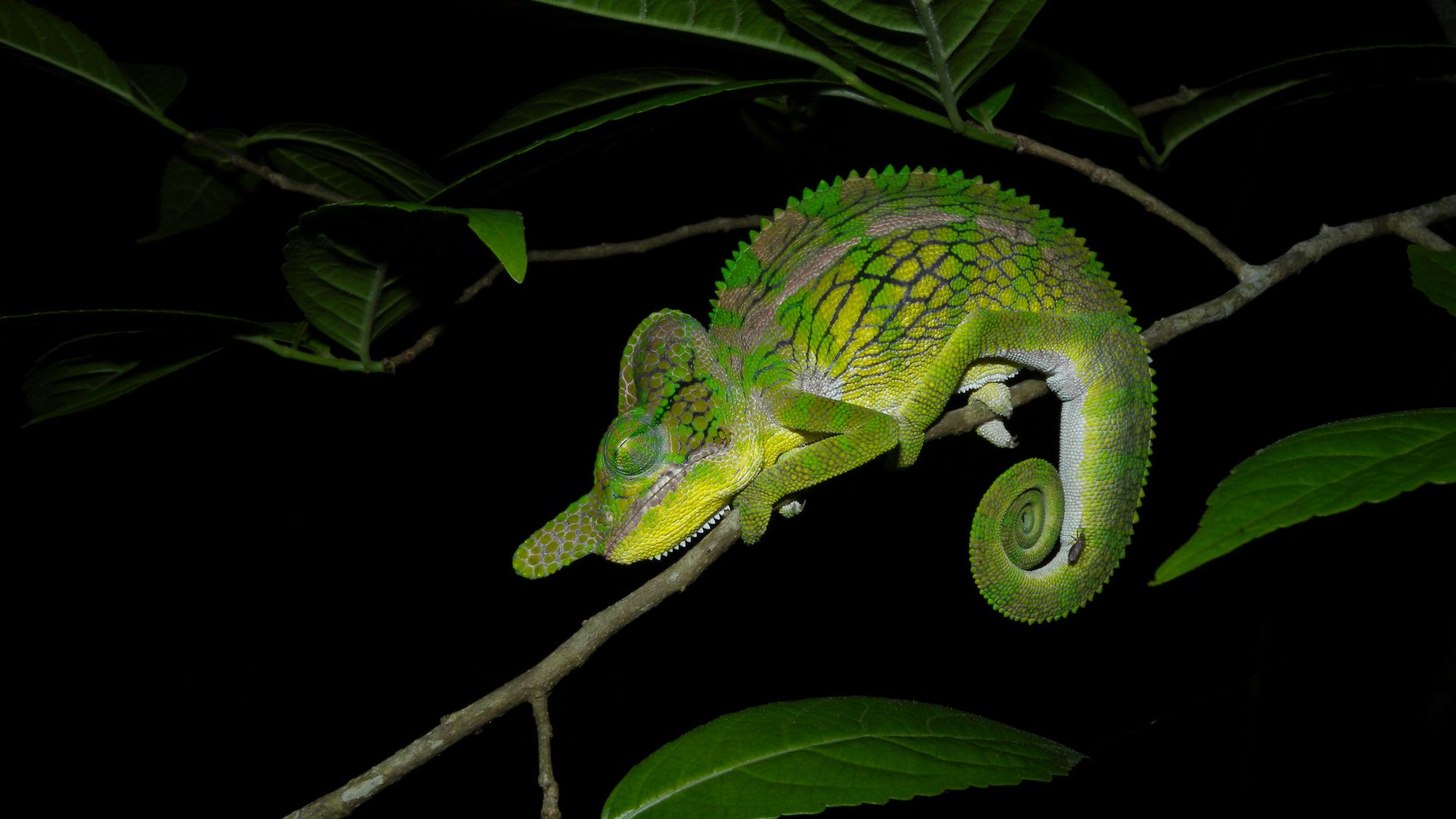 File:Male Labord's Chameleon (Furcifer labordi), Kirindy Forest, Madagascar (4325982802).jpg