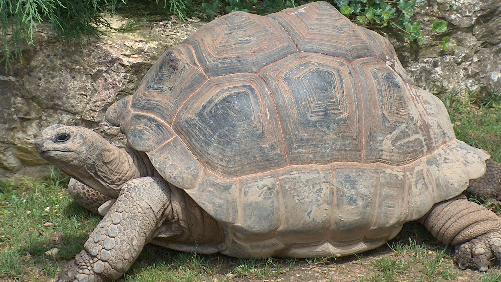 File:Giant Tortoise.JPG