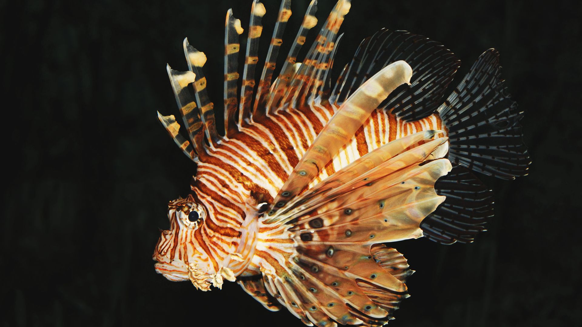 File:Common lion fish Pterois volitans.jpg