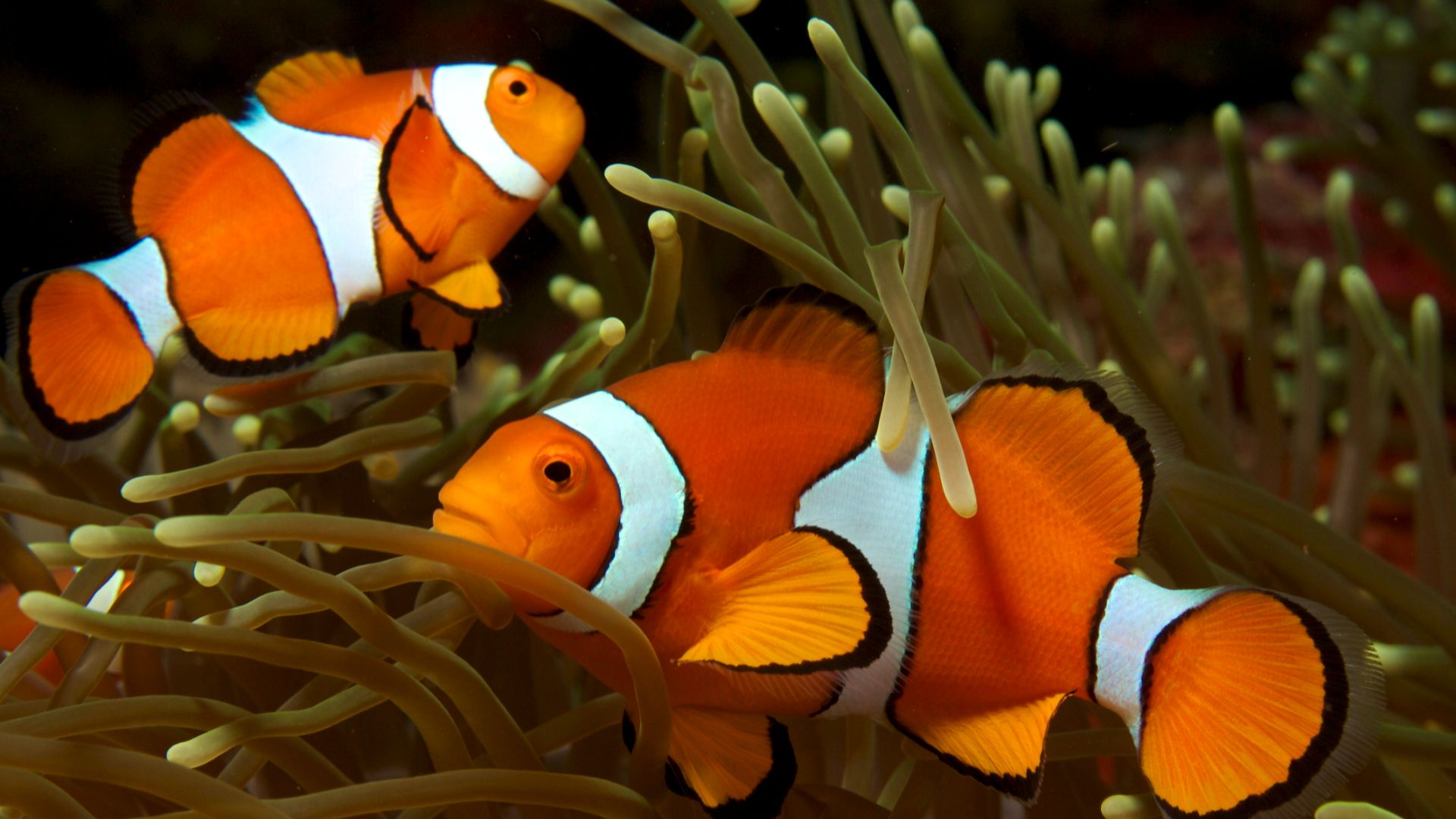 File:Amphiprion ocellaris (Clown anemonefish) by Nick Hobgood.jpg