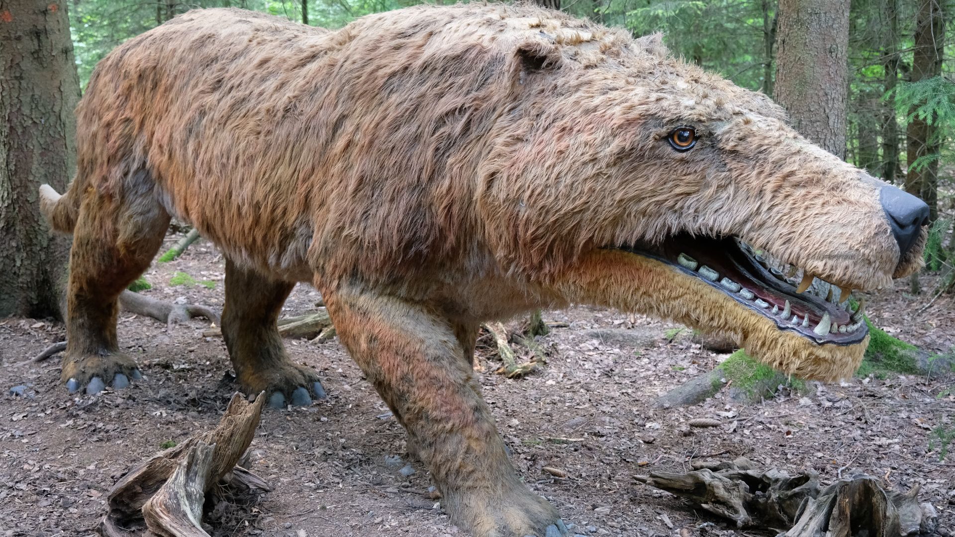 File:Modell eines Andrewsarchus.jpg
