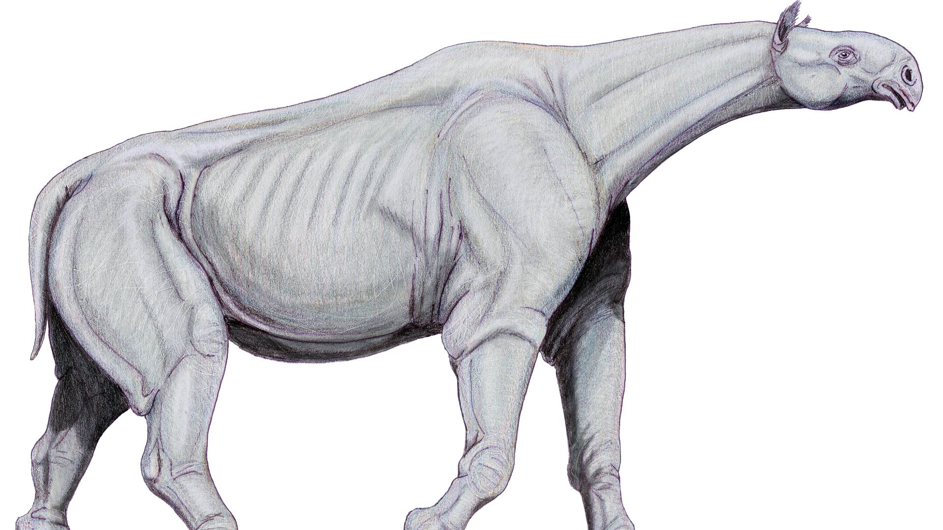 File:Indricotherium11.jpg