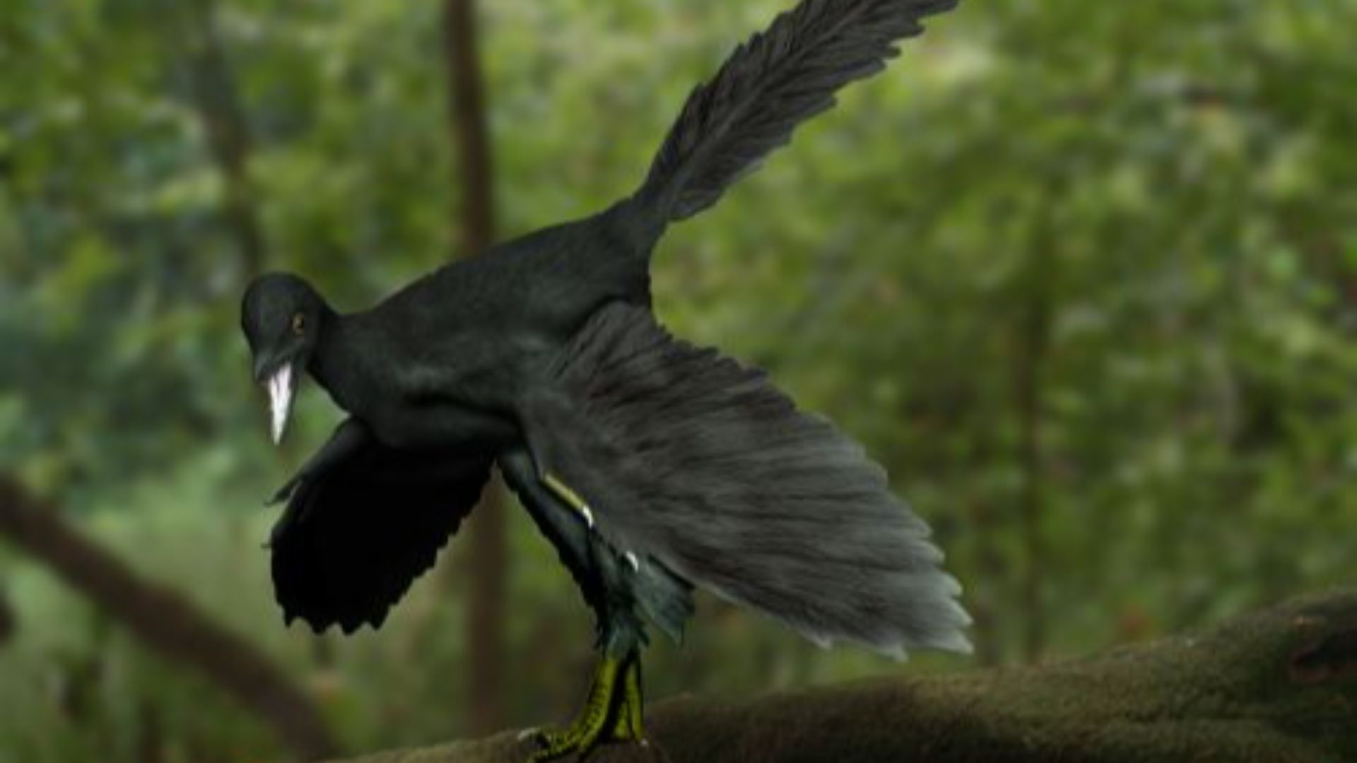 File:Archaeopteryx NT.jpg