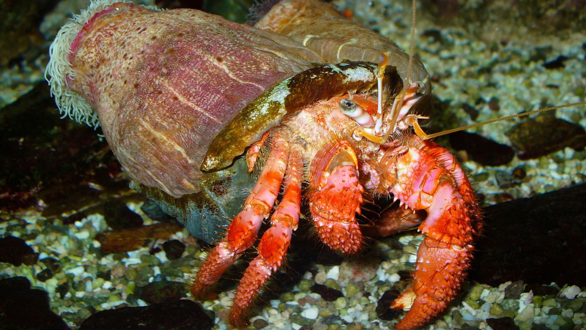 File:Calliactis and Dardanus 001.JPG