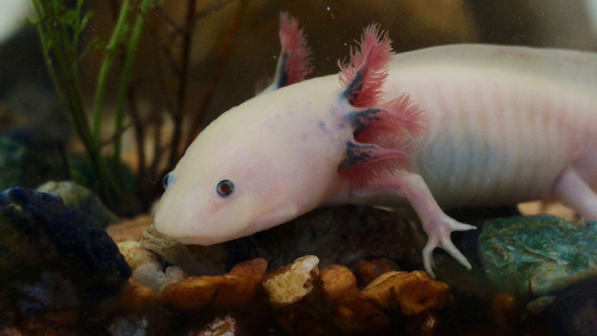 File:Axolotl ambystoma mexicanum anfibio ASAG.jpg