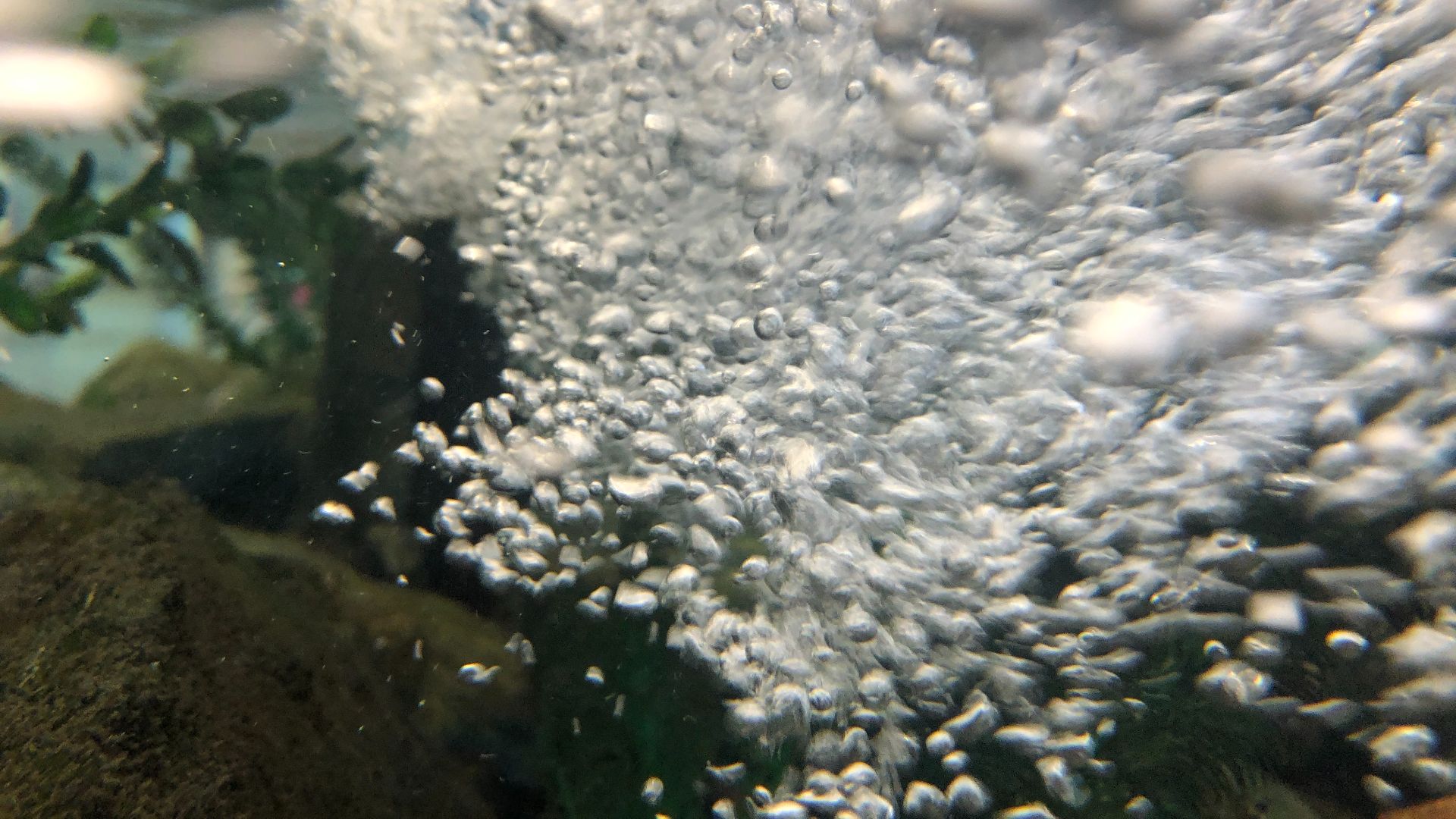File:2024-07-30 10 20 06 Water bubbles in a fish tank within the nature center at the Watershed Institute in Hopewell Township, Mercer County, New Jersey.jpg