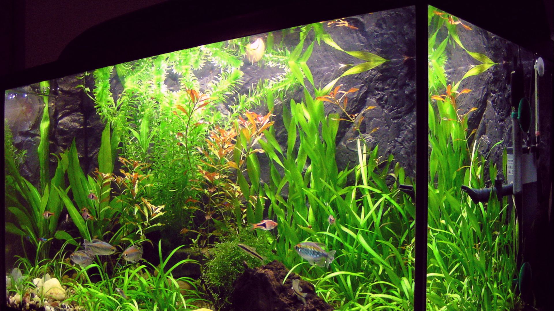 File:Amaterske akvarium.jpg