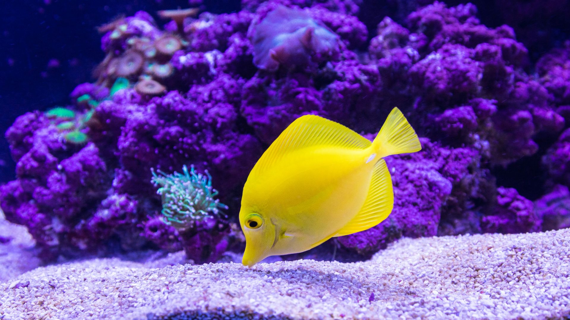 yellow Oscar fish photography