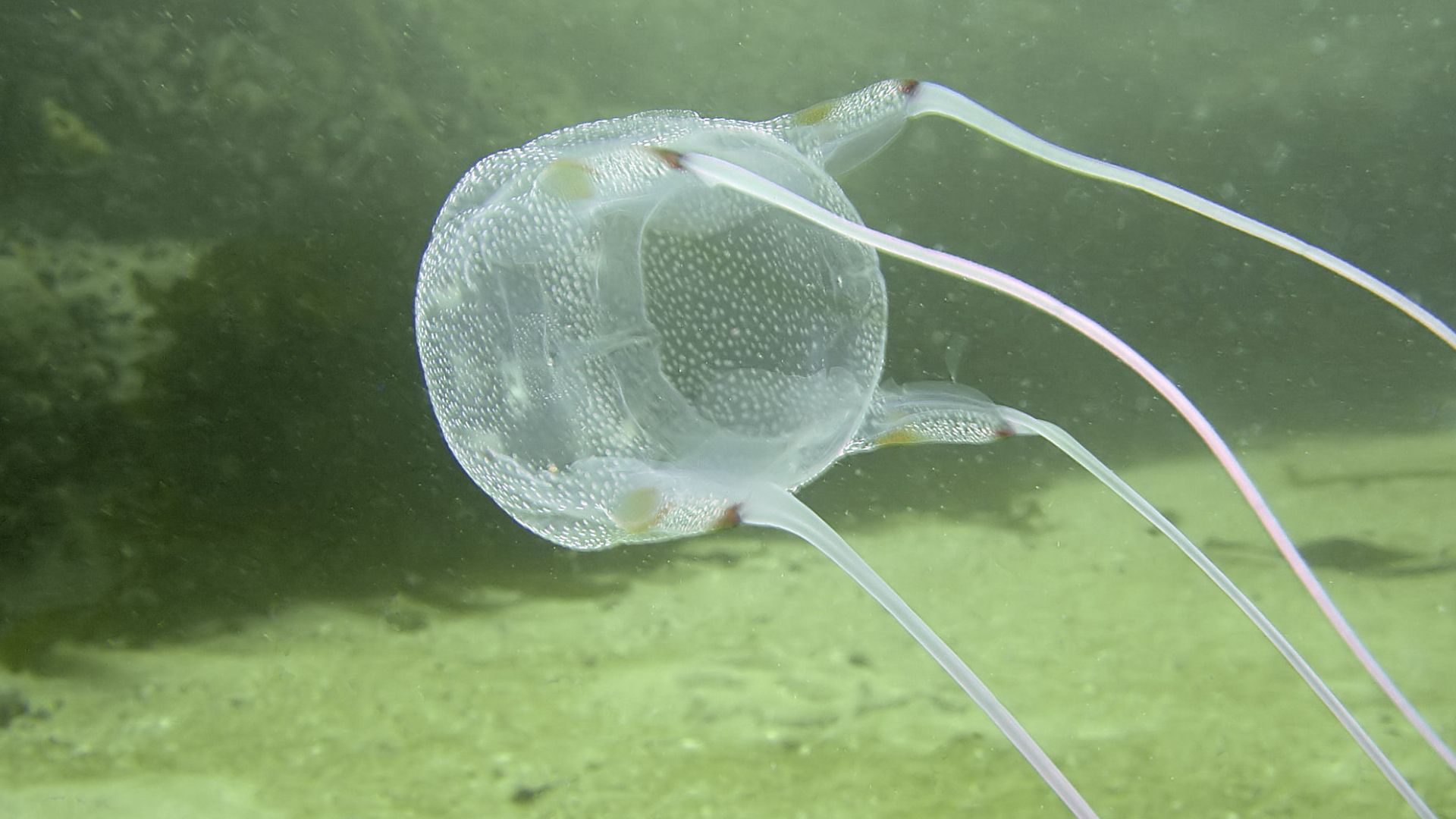 File:Box jellyfish at Bakoven Rock DSC11031.JPG