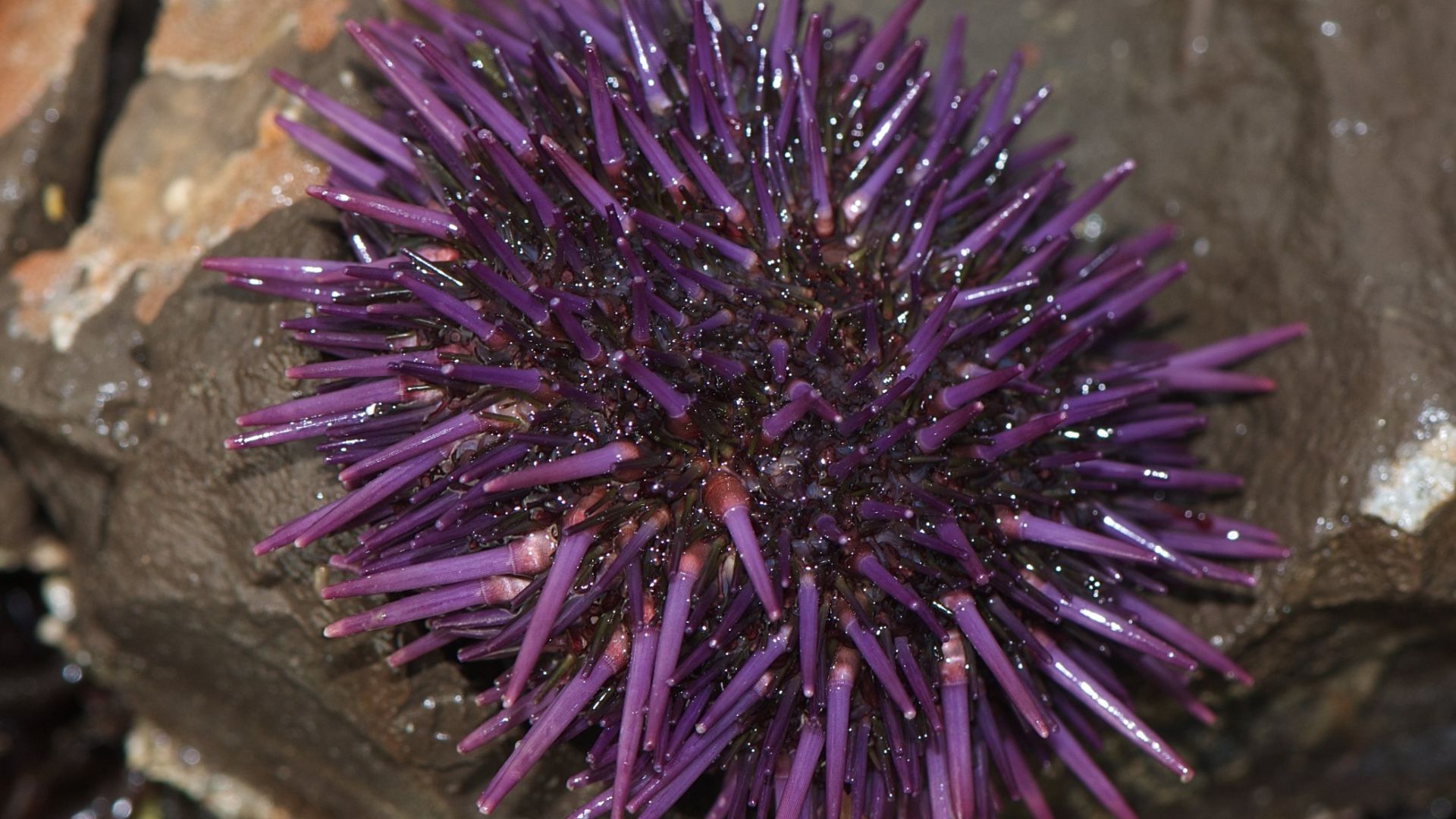 File:Strongylocentrotus purpuratus (3108600644).jpg