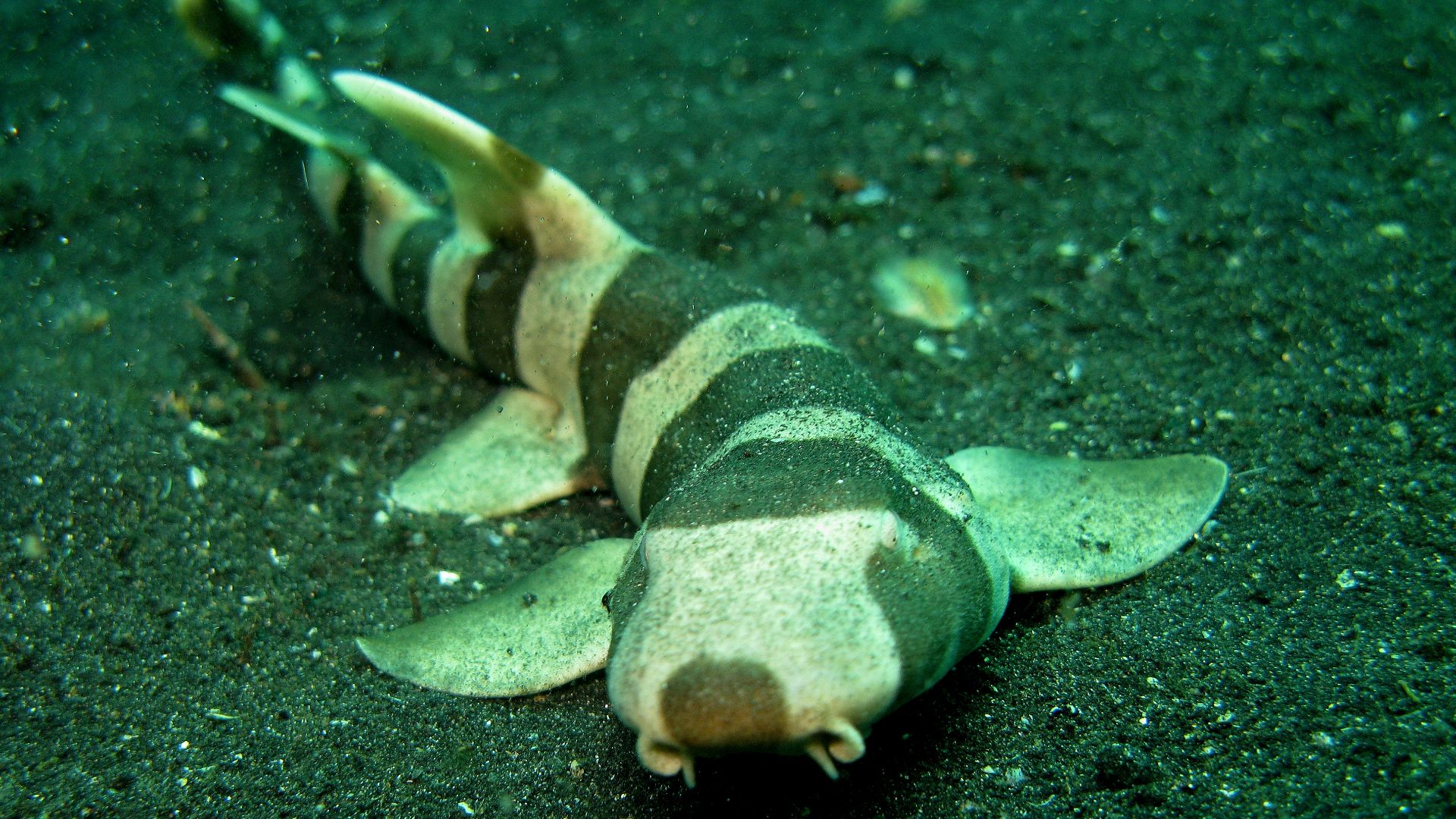 File:Bamboo Shark.jpg