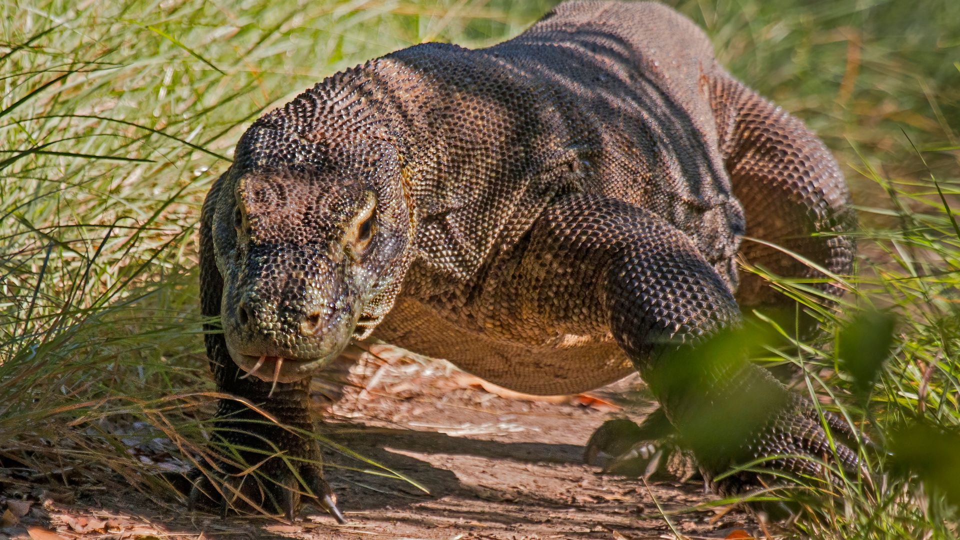 File:Komodo dragon (Varanus komodoensis) 4.jpg