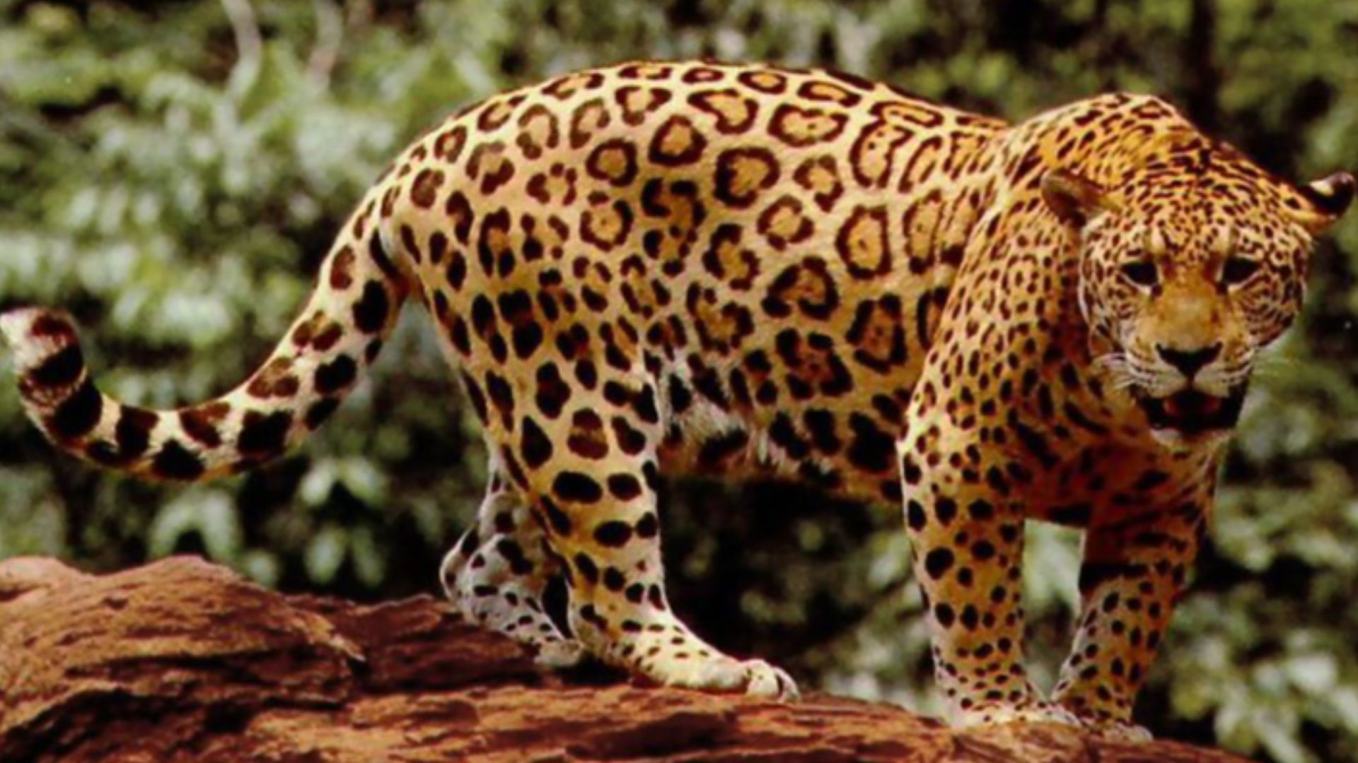 File:Standing jaguar.jpg