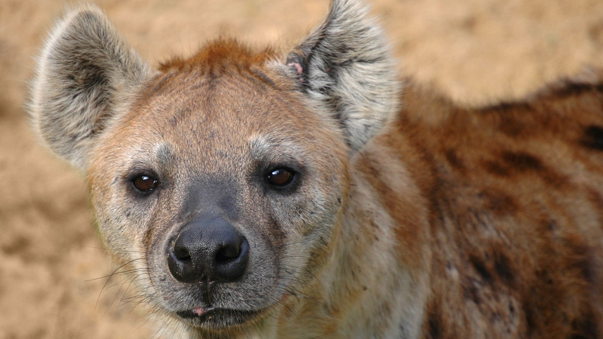 File:Hyena.jpg