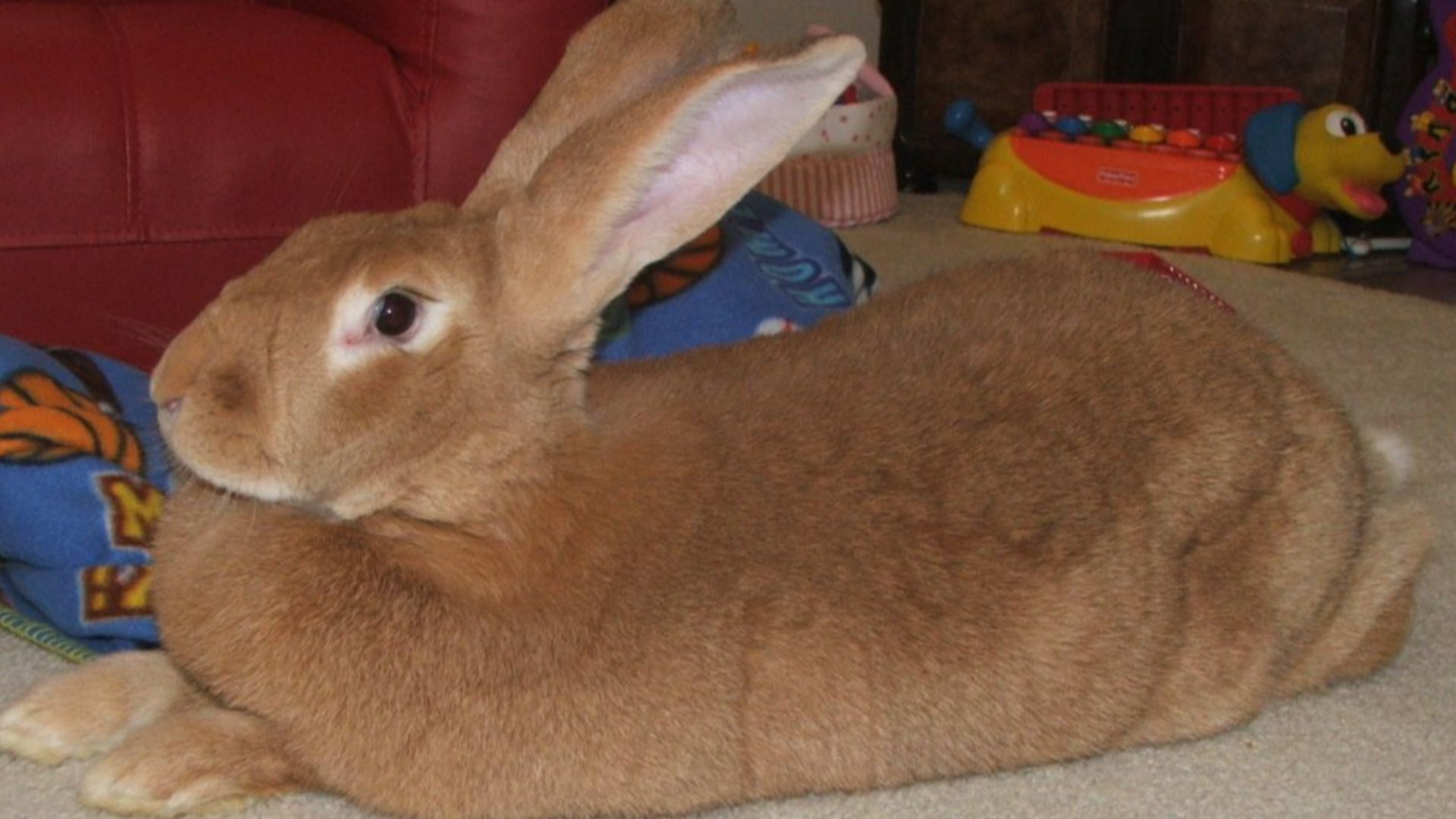 File:Female Flemish giant rabbit.jpg