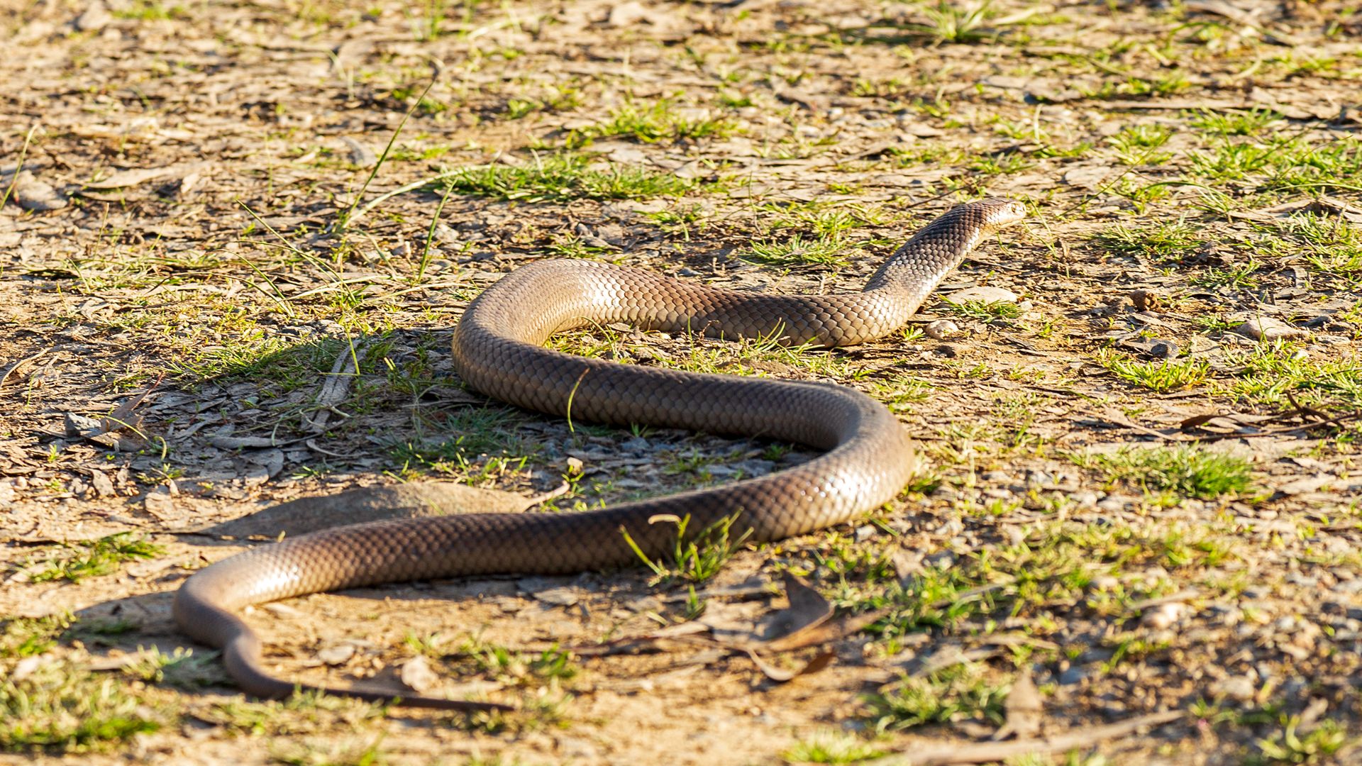 File:Eastern brown snake (Pseudonaja textilis) at Wiradjuri Reserve 02.jpg