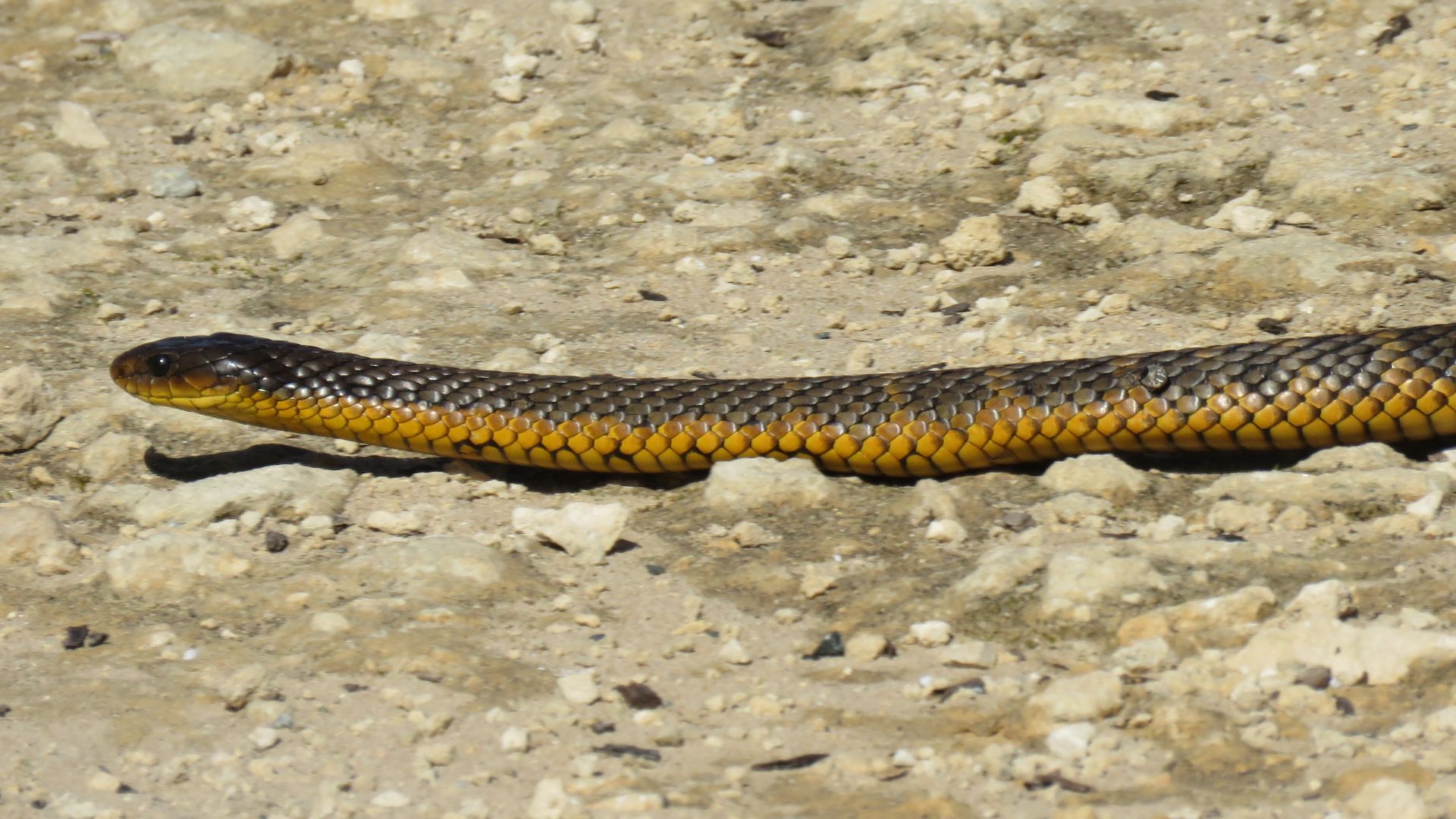File:Tiger snake (Notechis scutatus) at Lake Walyungup, August 2023 07.jpg
