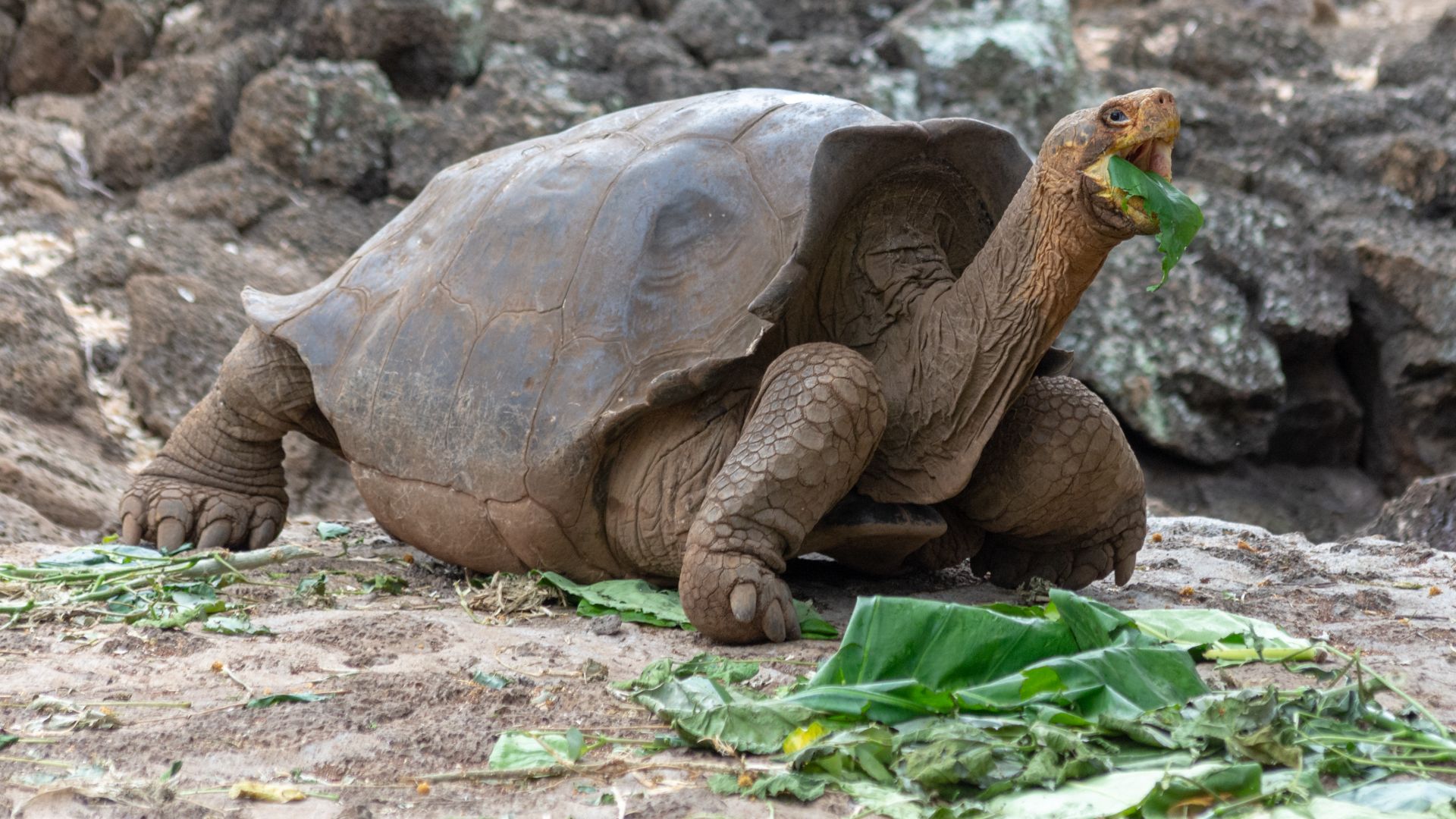 File:20180809-Galápagos giant tortoise eating leaves (9960).jpg