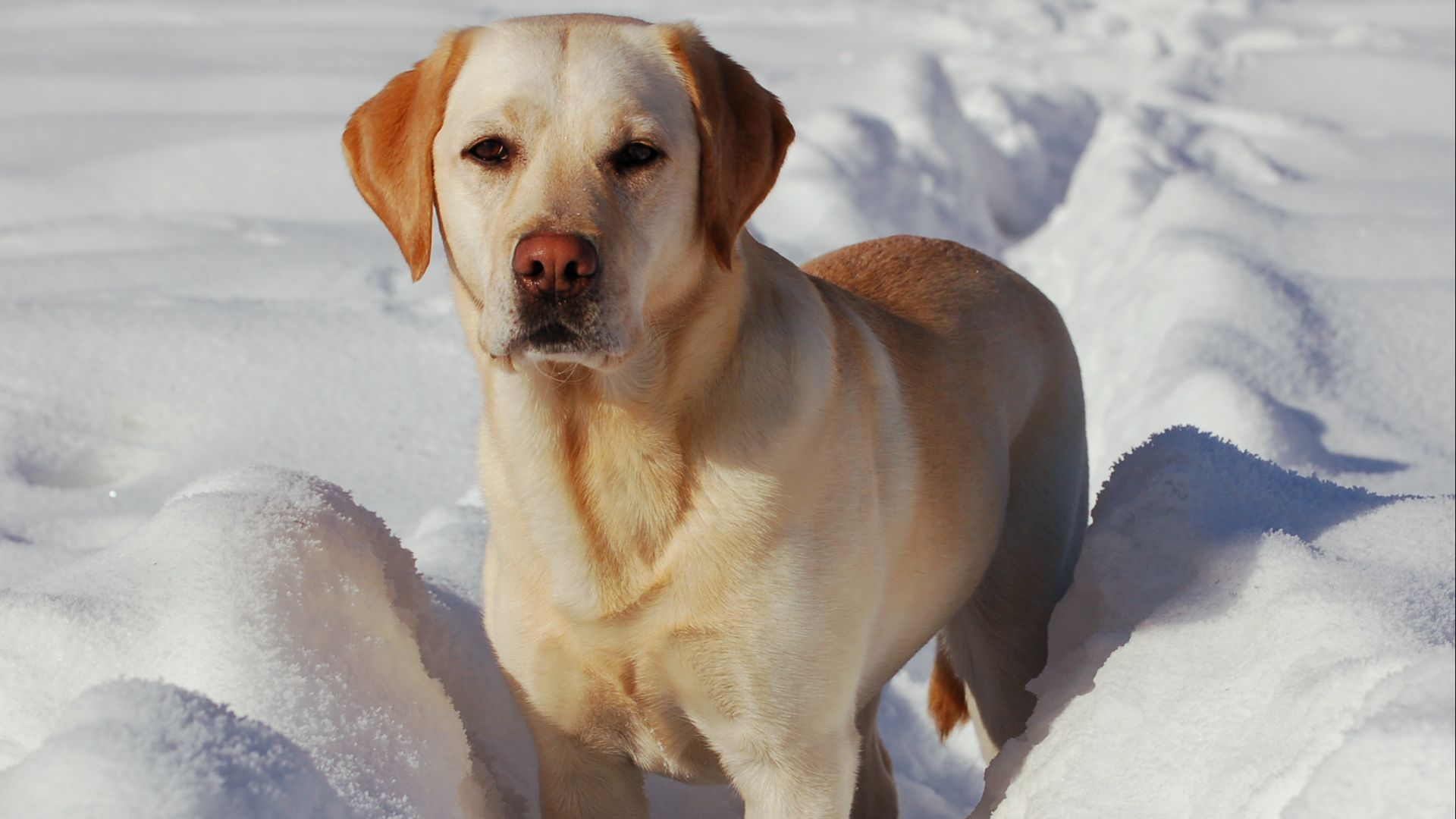 File:Labrador Retriever snow.jpg