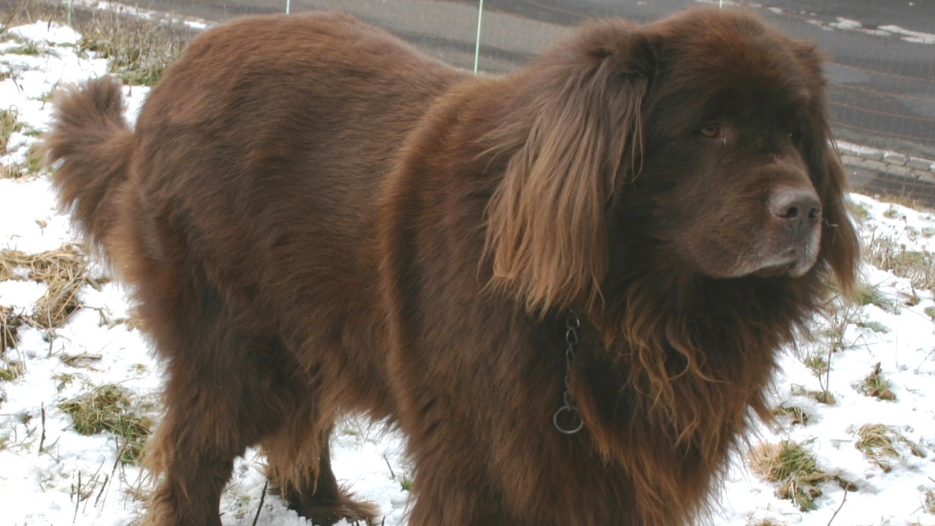 File:Newfoundland brown.jpg
