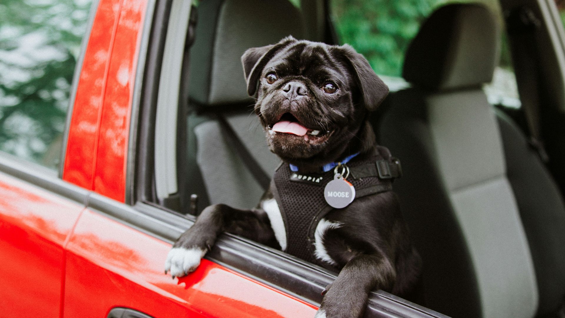 black pug puppy on car seat