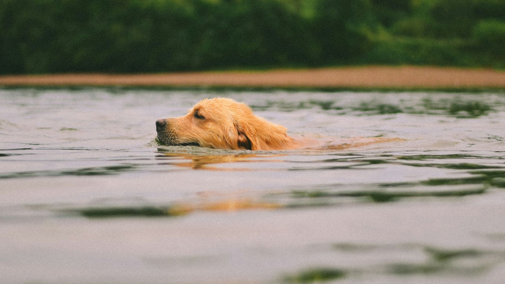 golden retriever in water during daytime