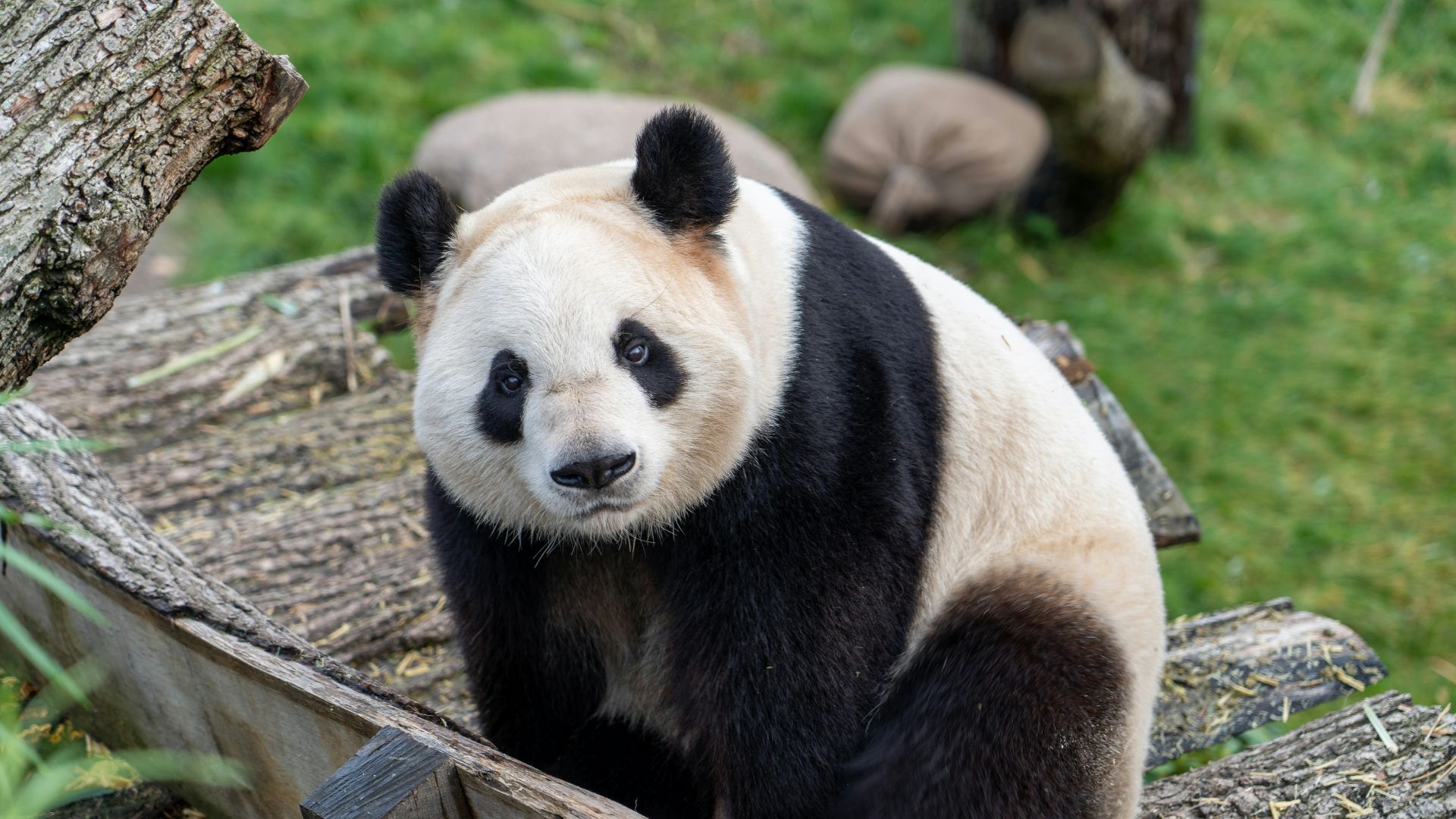white and black panda on brown wooden fence during daytime