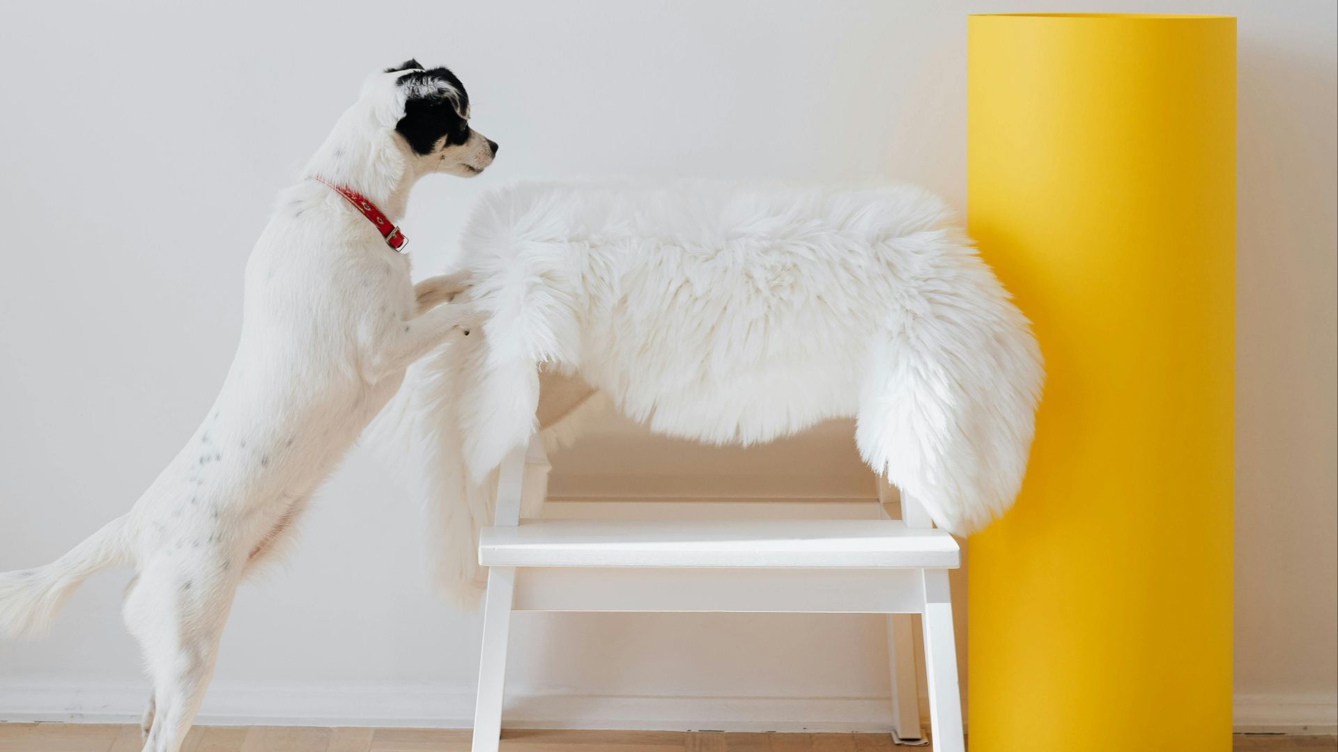 Photo By: Kaboompics.com