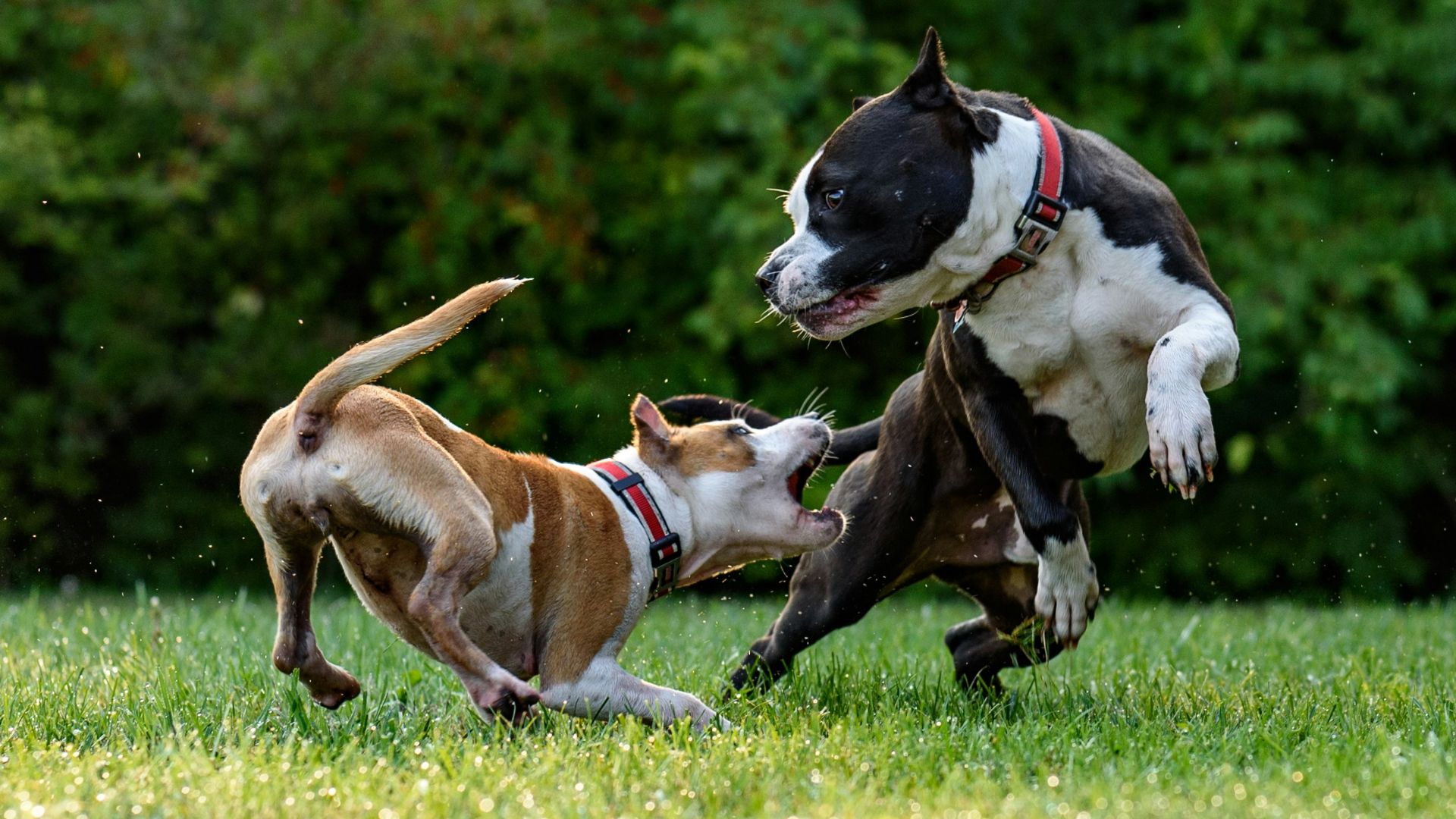 two short-coated brown and black dogs playing