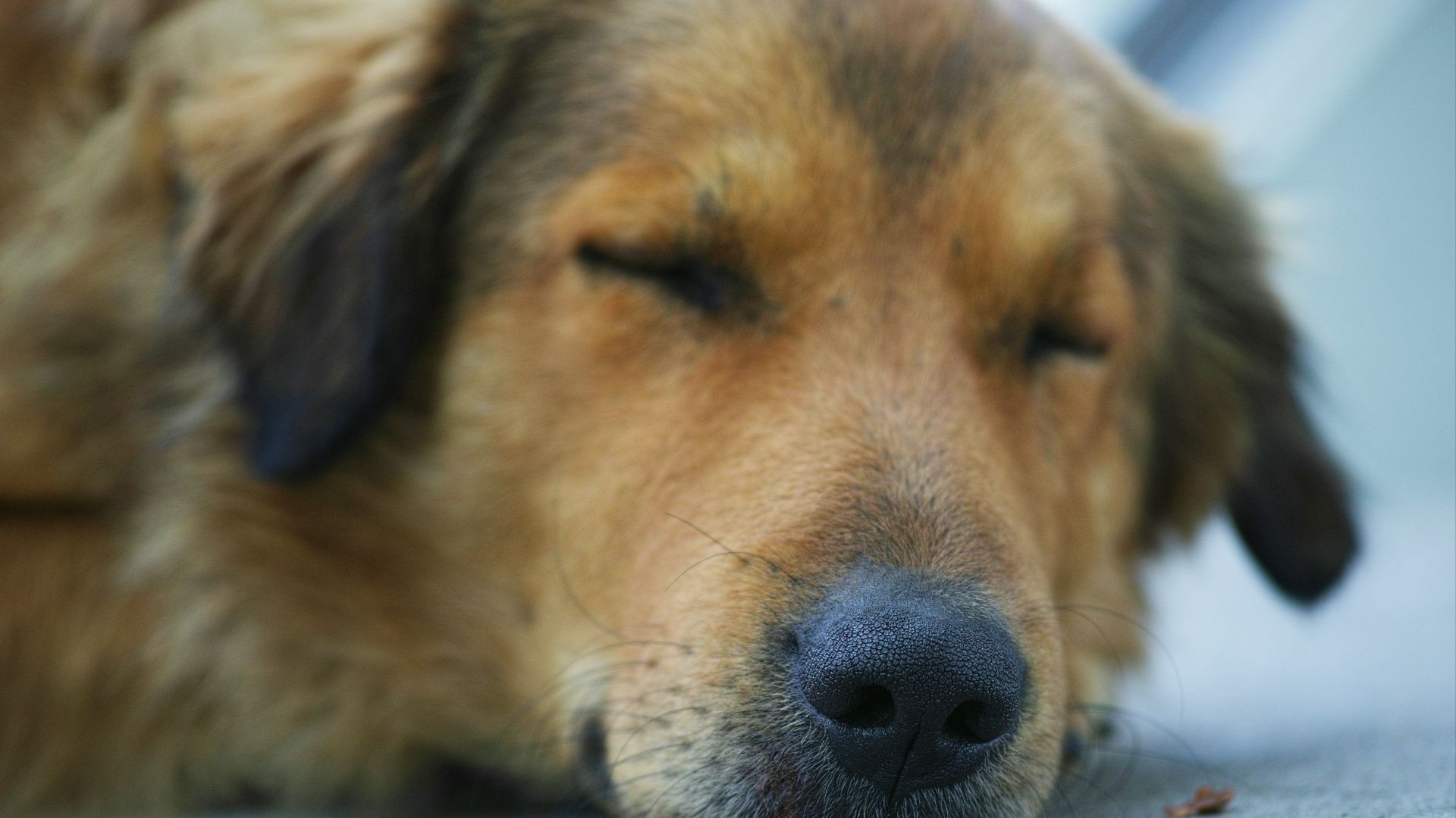 brown short coated dog lying on white snow during daytime