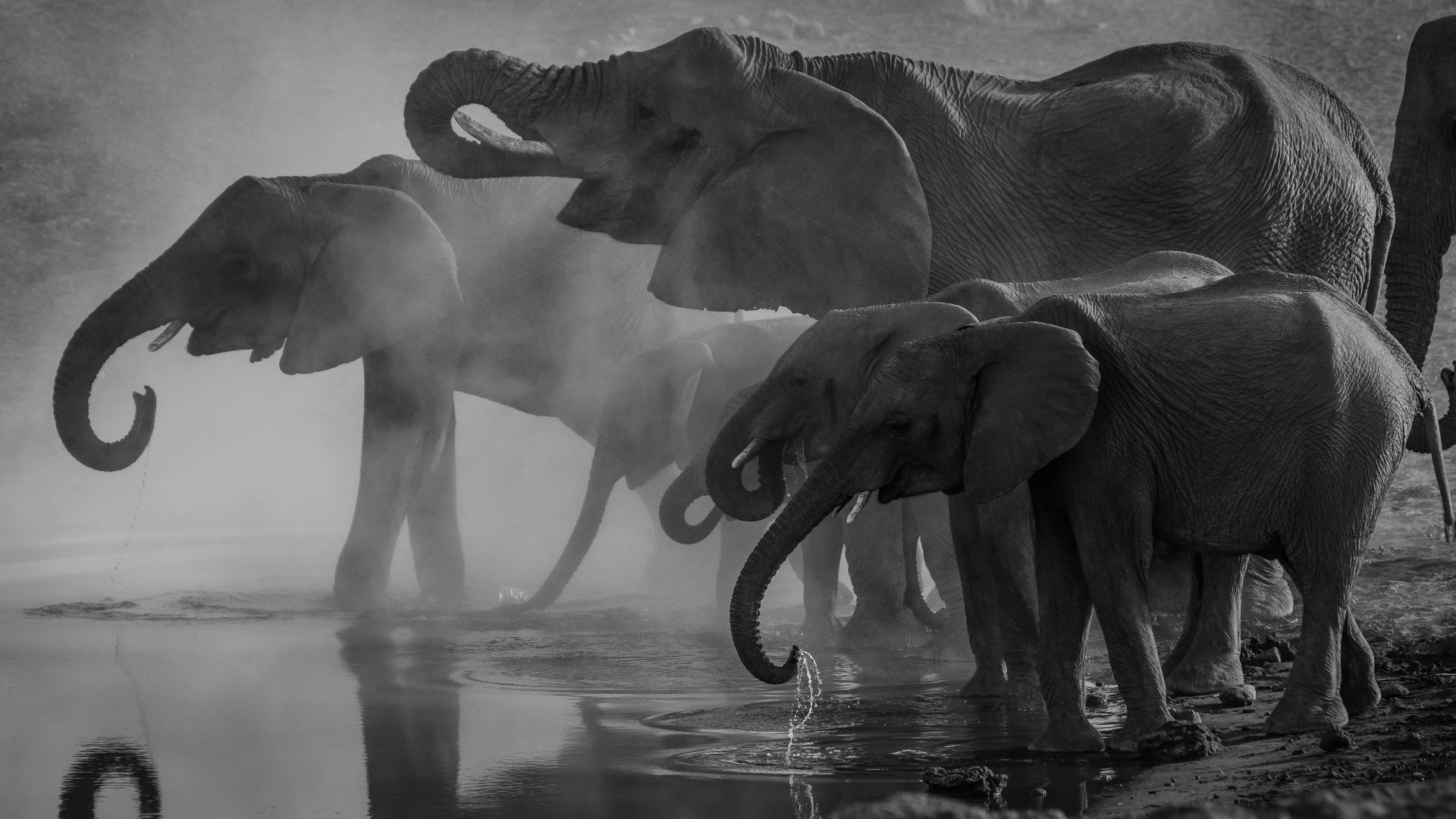 grayscale photo of elephants drinking water