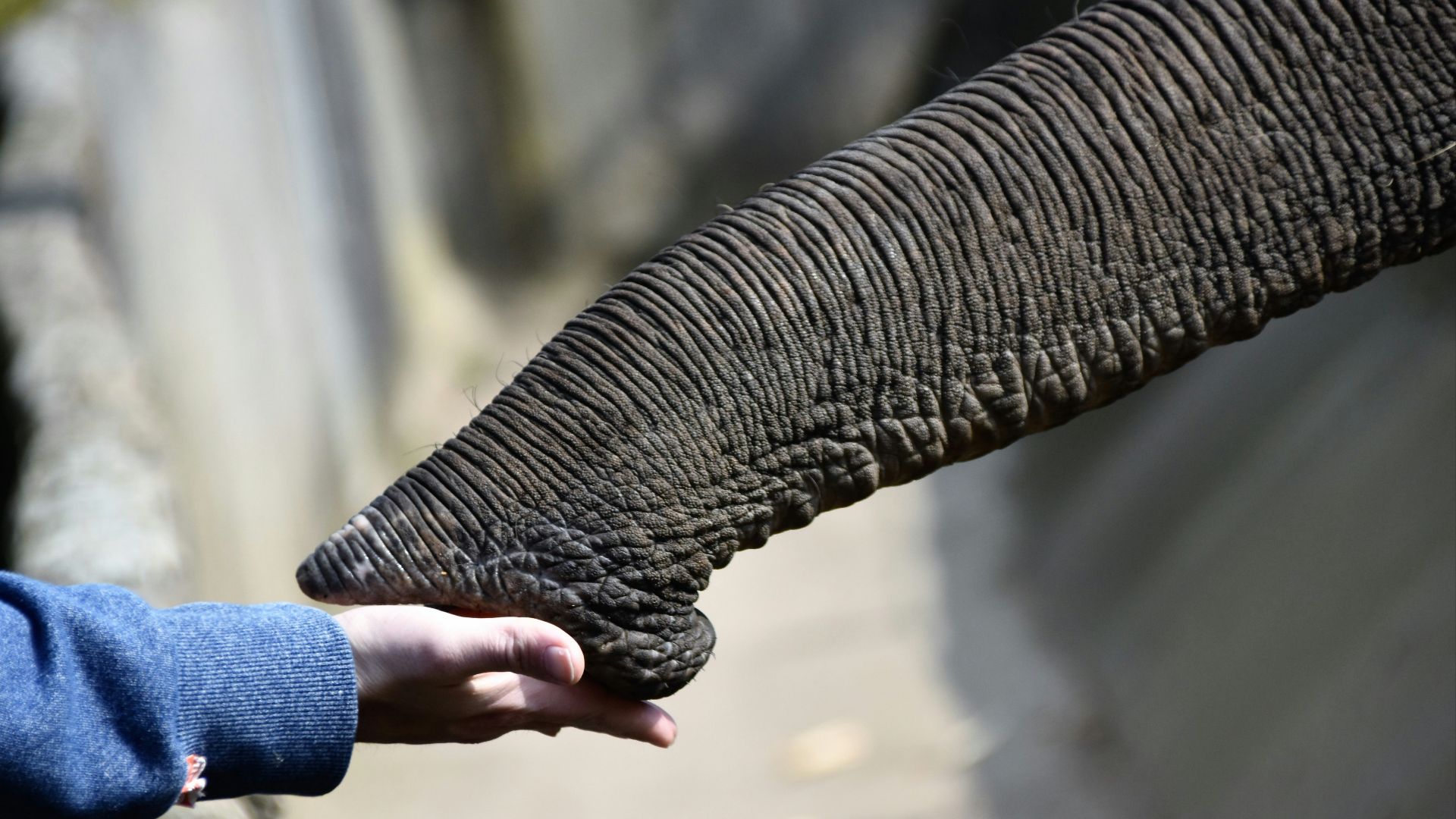 person holding elephant nose
