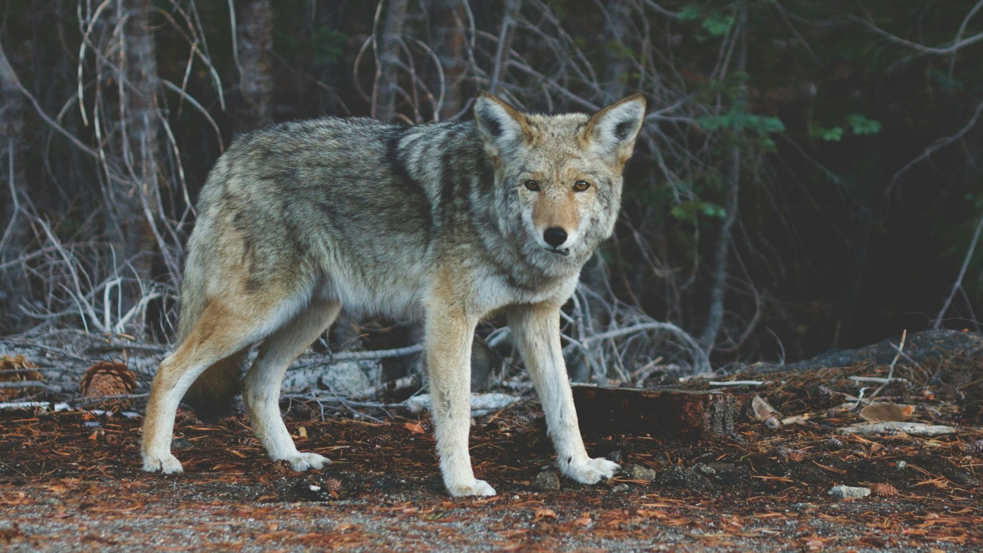 focus photography of standing wolf near tree