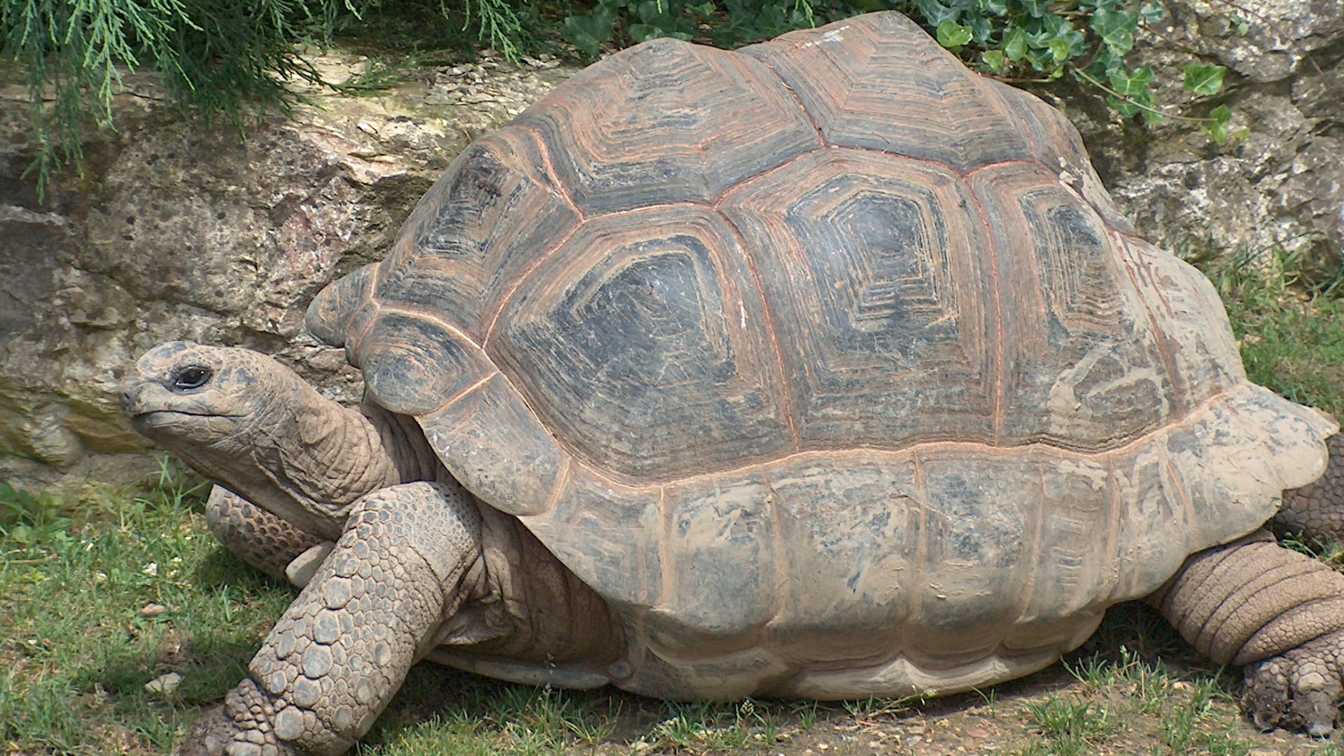File:Giant Tortoise.JPG