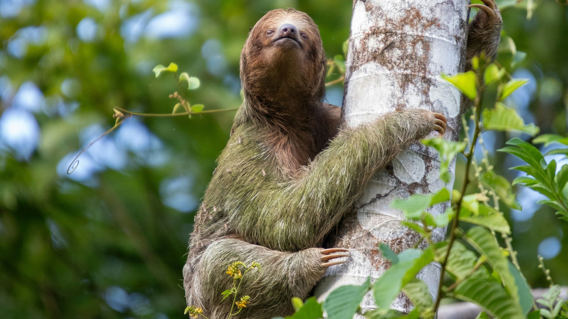 A sloth climbing up a tree in a forest
