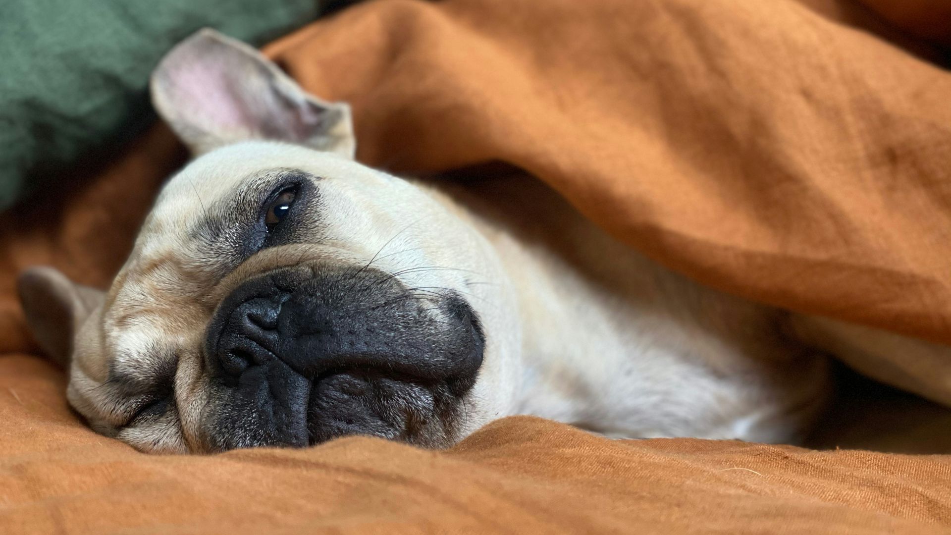 white and brown short coated dog lying on orange textile