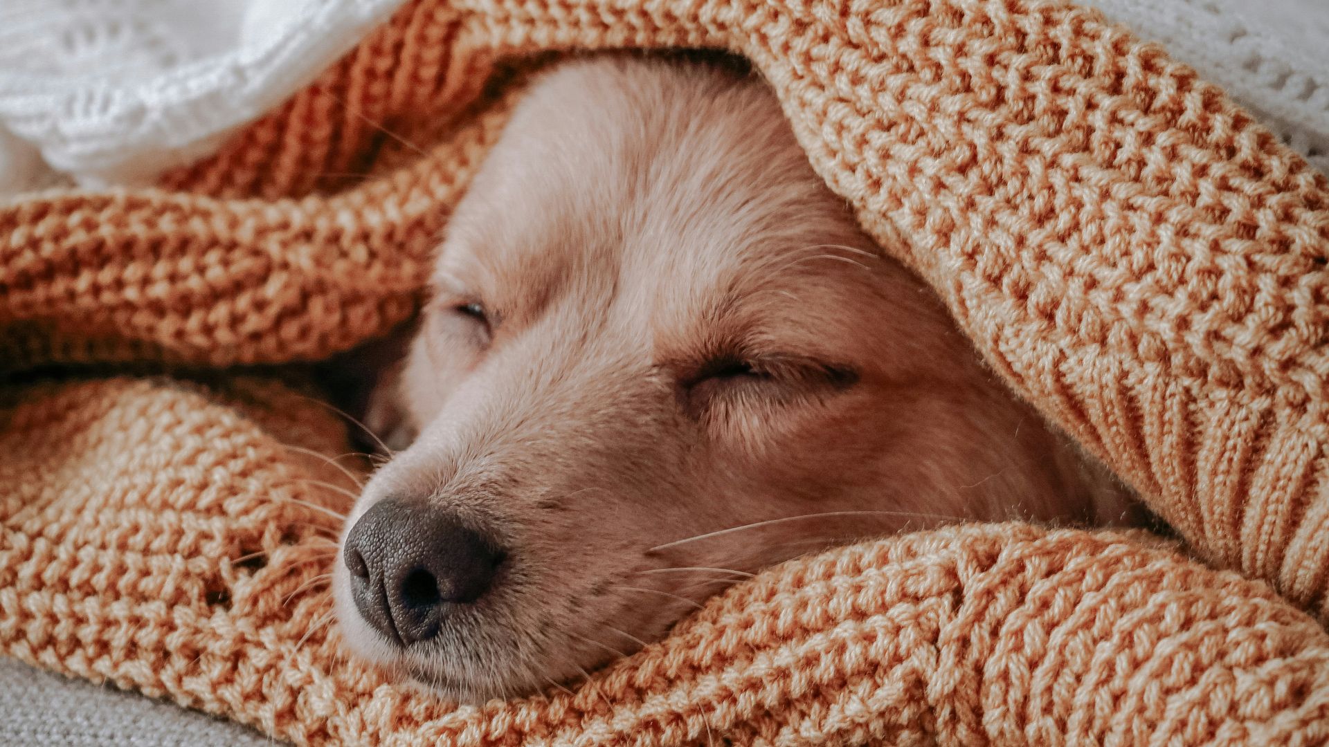 brown short coated dog covered with orange and white blanket