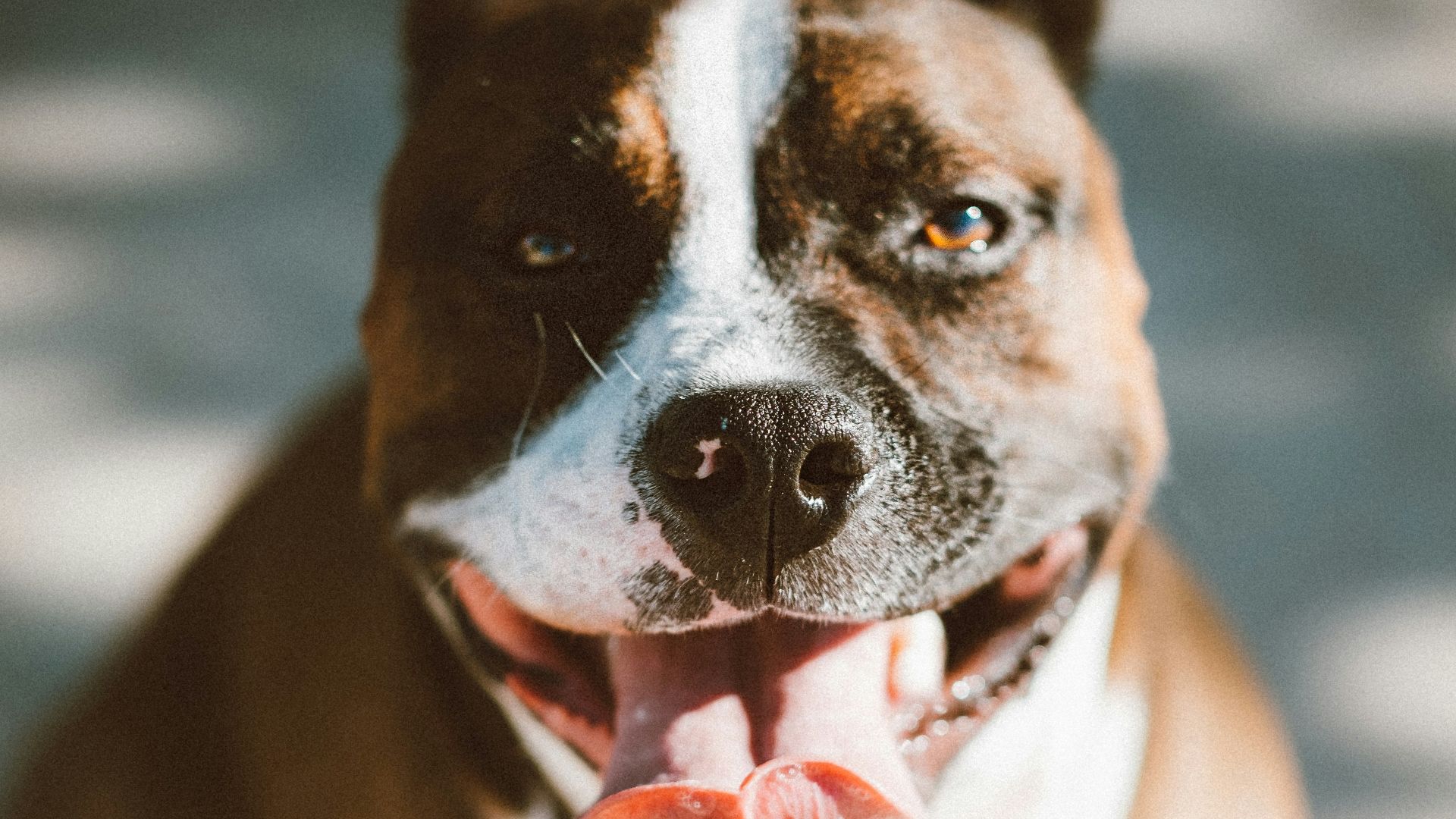 close up photo brown pit bull