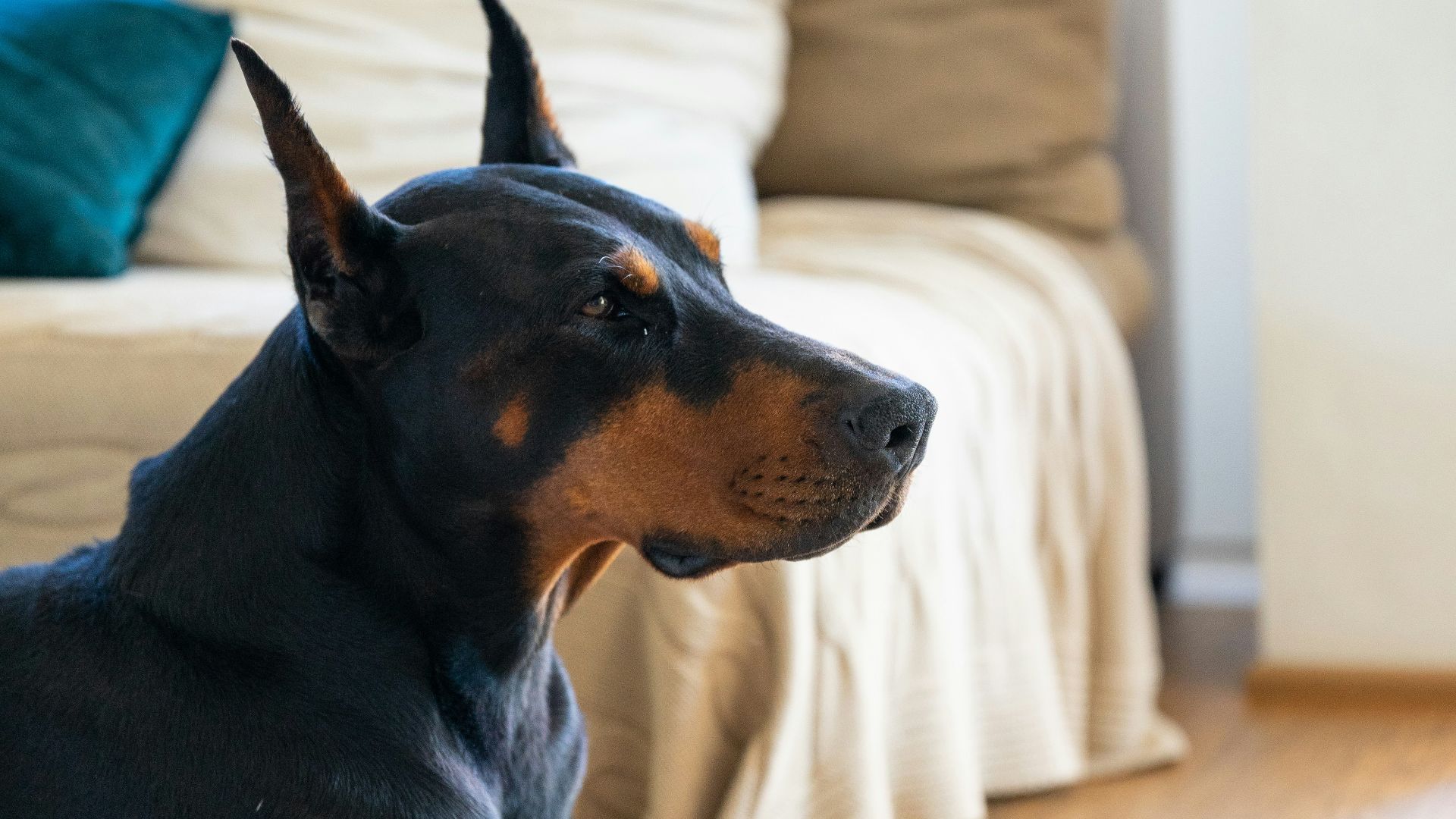 adult black and tan Doberman pinscher inside room
