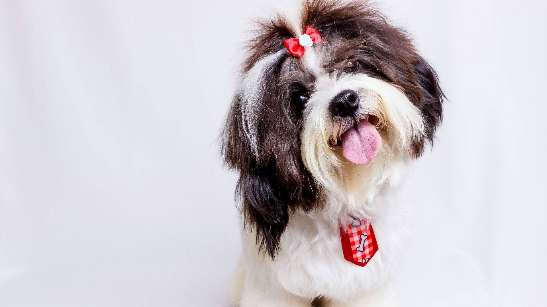 a brown and white dog with a red bow on it's head