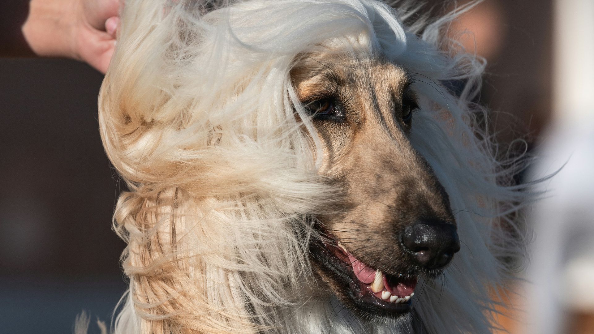 long-coated white dog macro photography