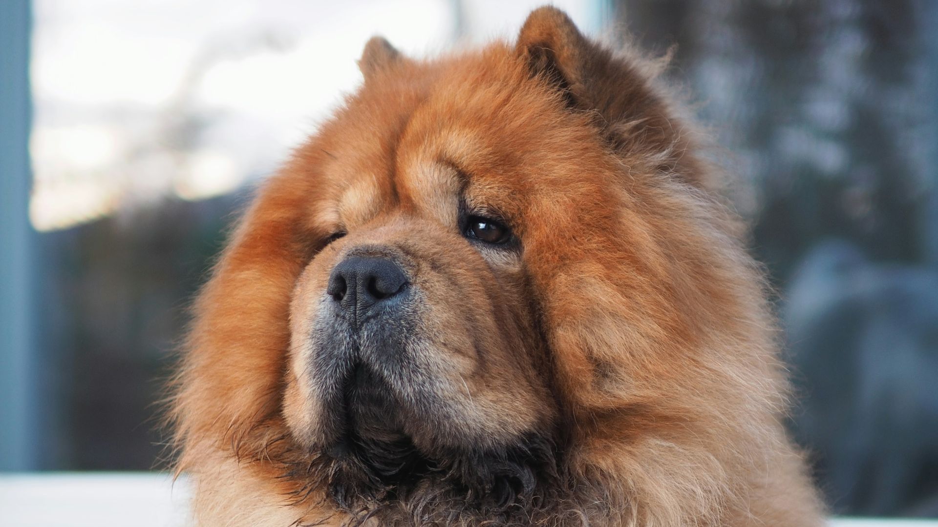 brown long coated dog on snow covered ground during daytime