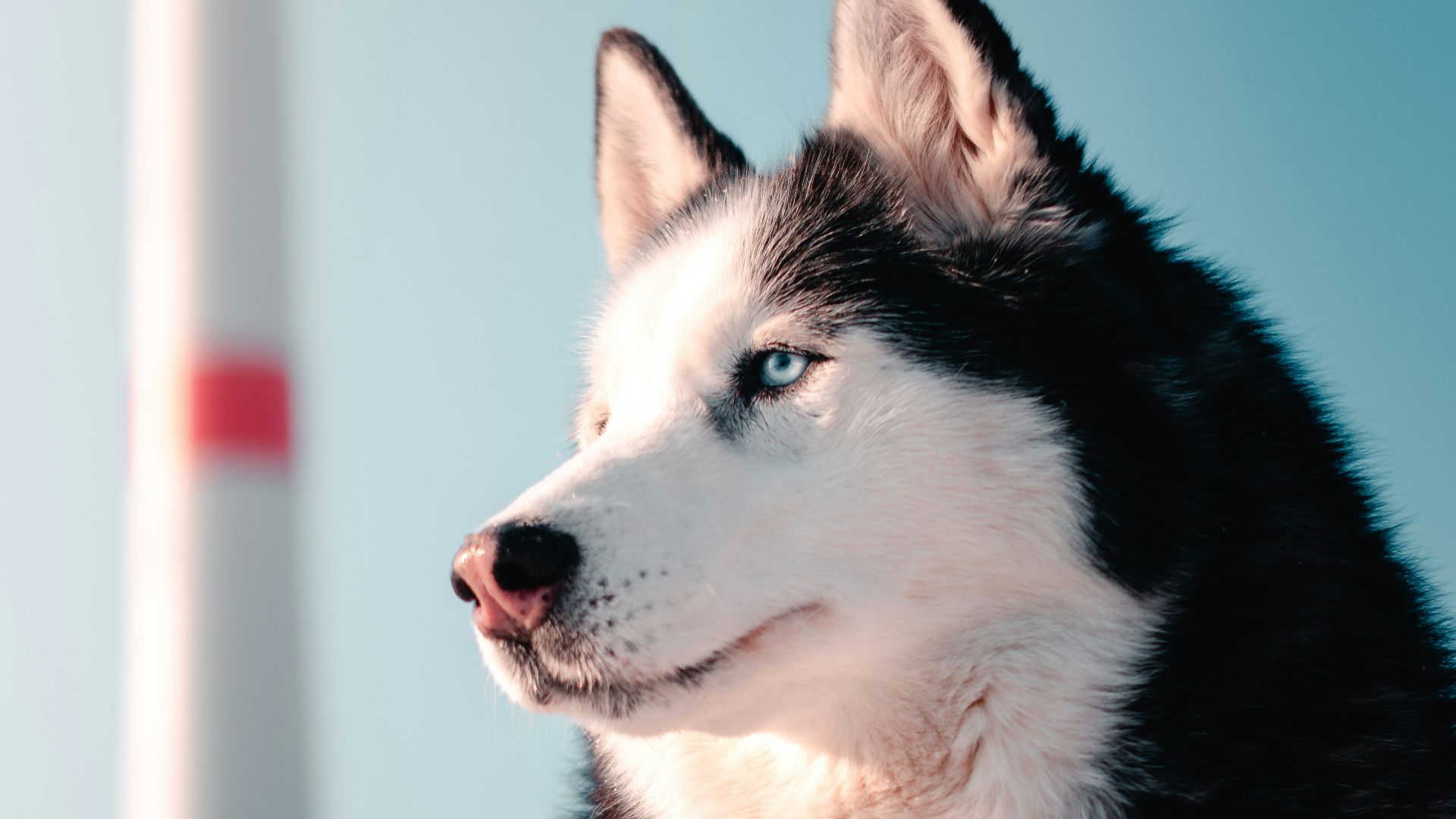 black and white siberian husky