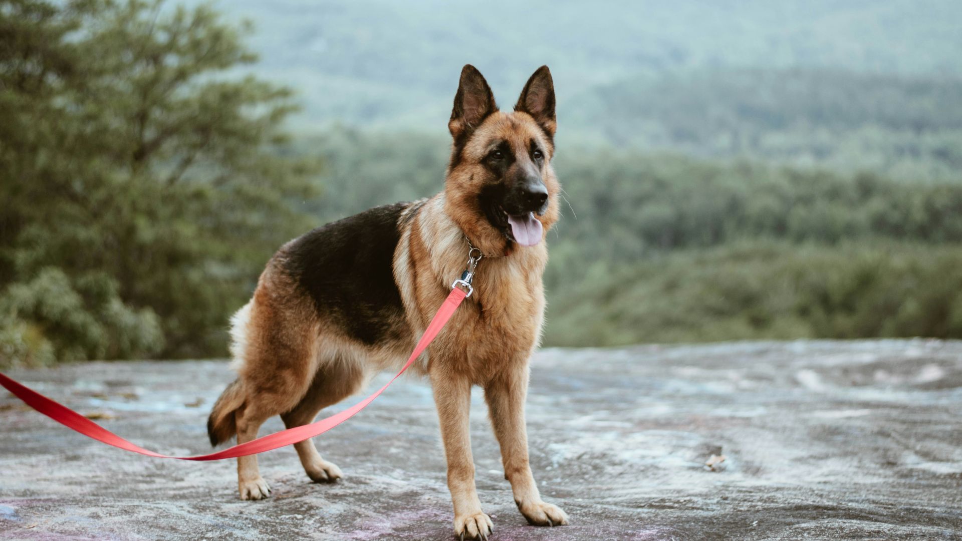 standing tan and black German shepherd dog
