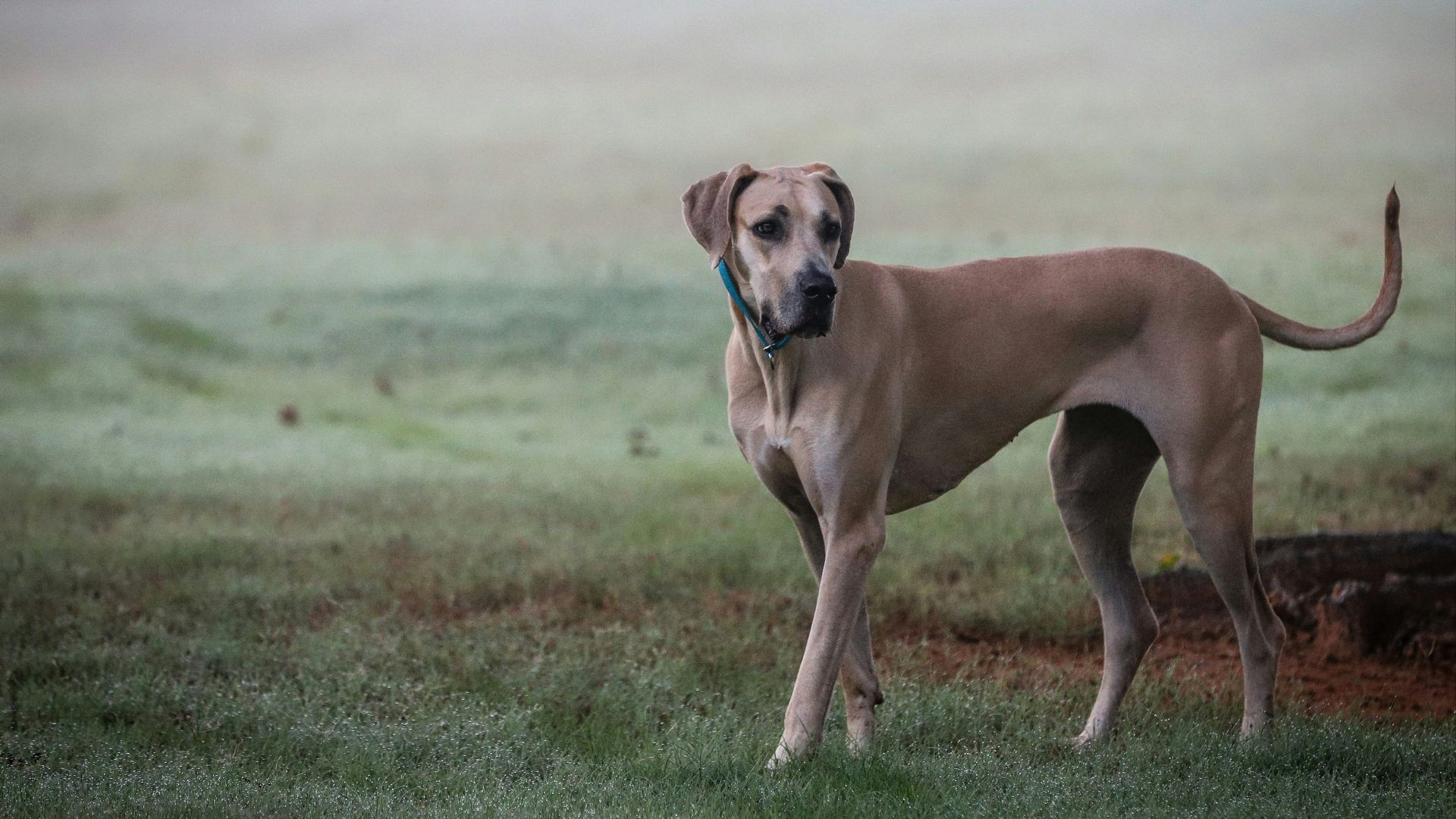 brown short coated dog on green grass field during daytime