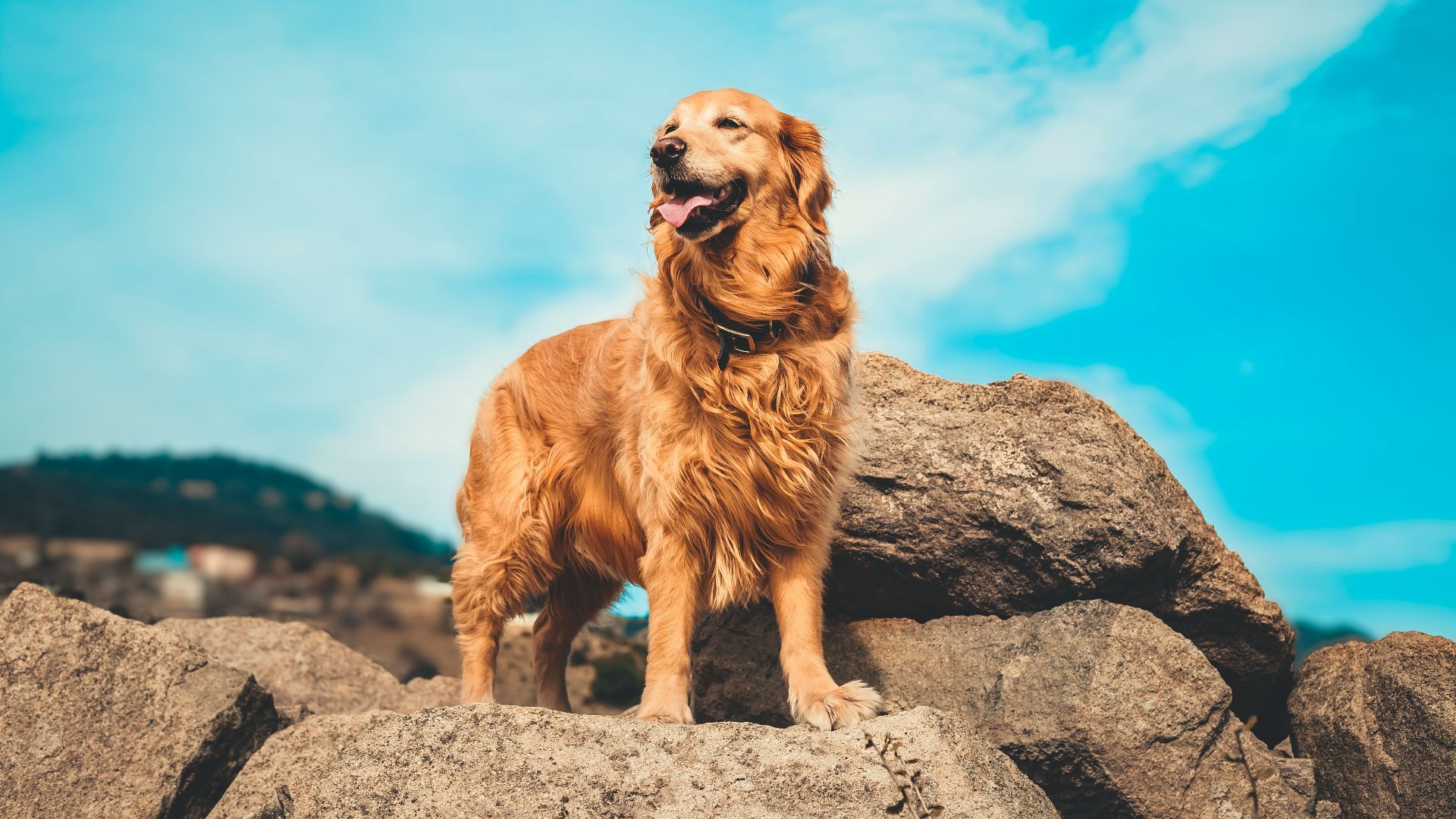 golden retriever on gray rock during daytime